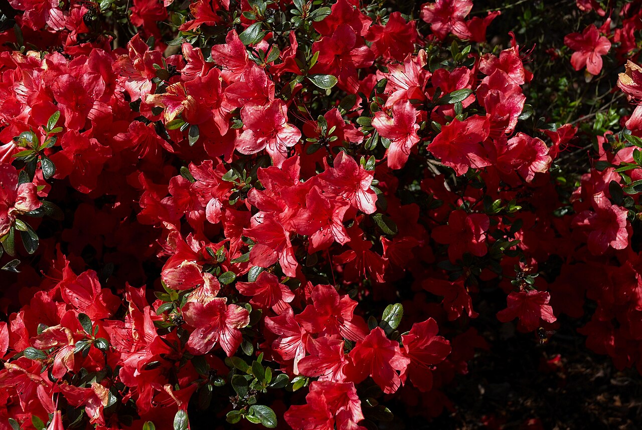 Azalea japonica s ružovými kvetmi v záhrade
