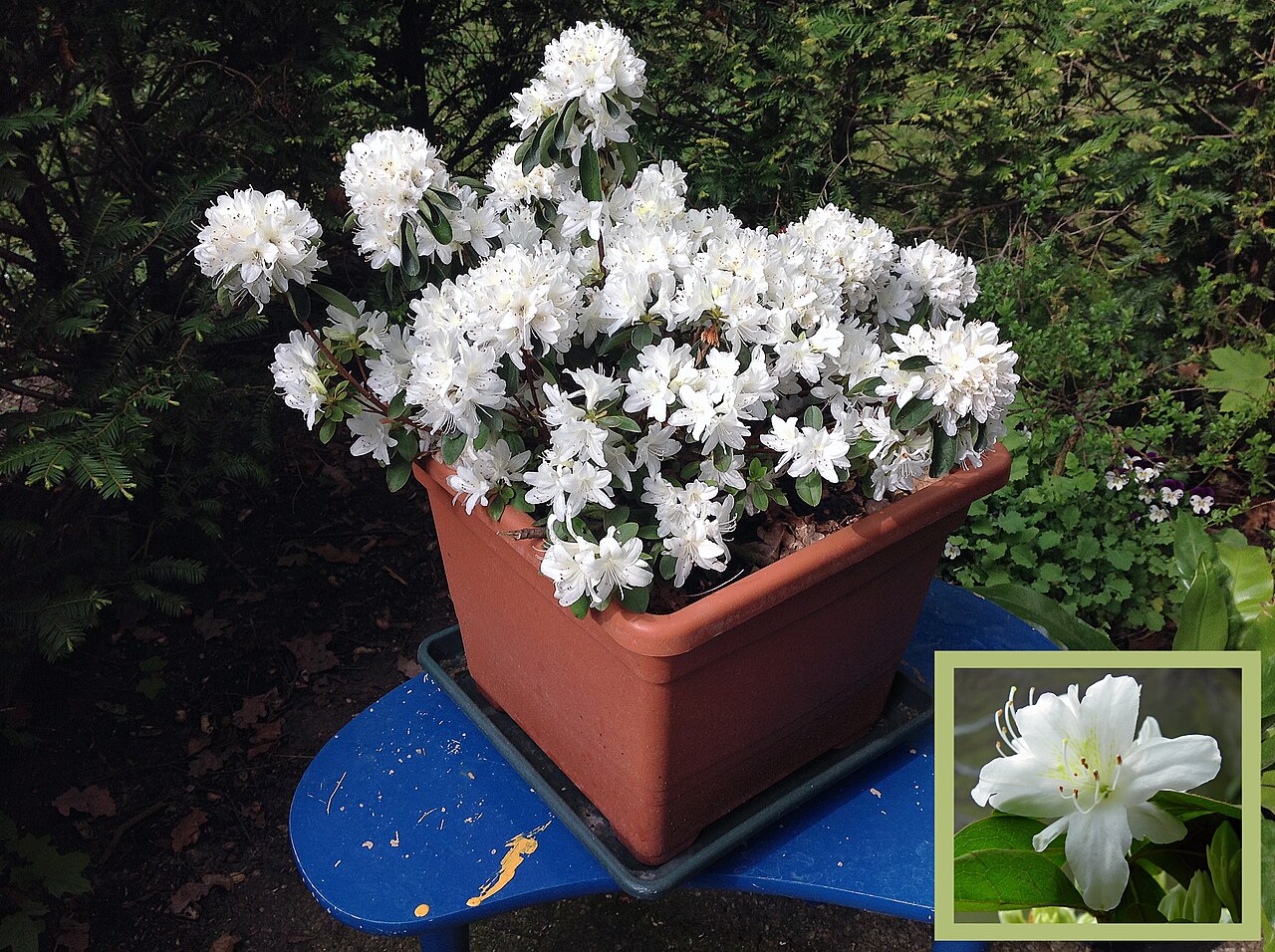 Detail listov a kvetov rastliny Azalea japonica