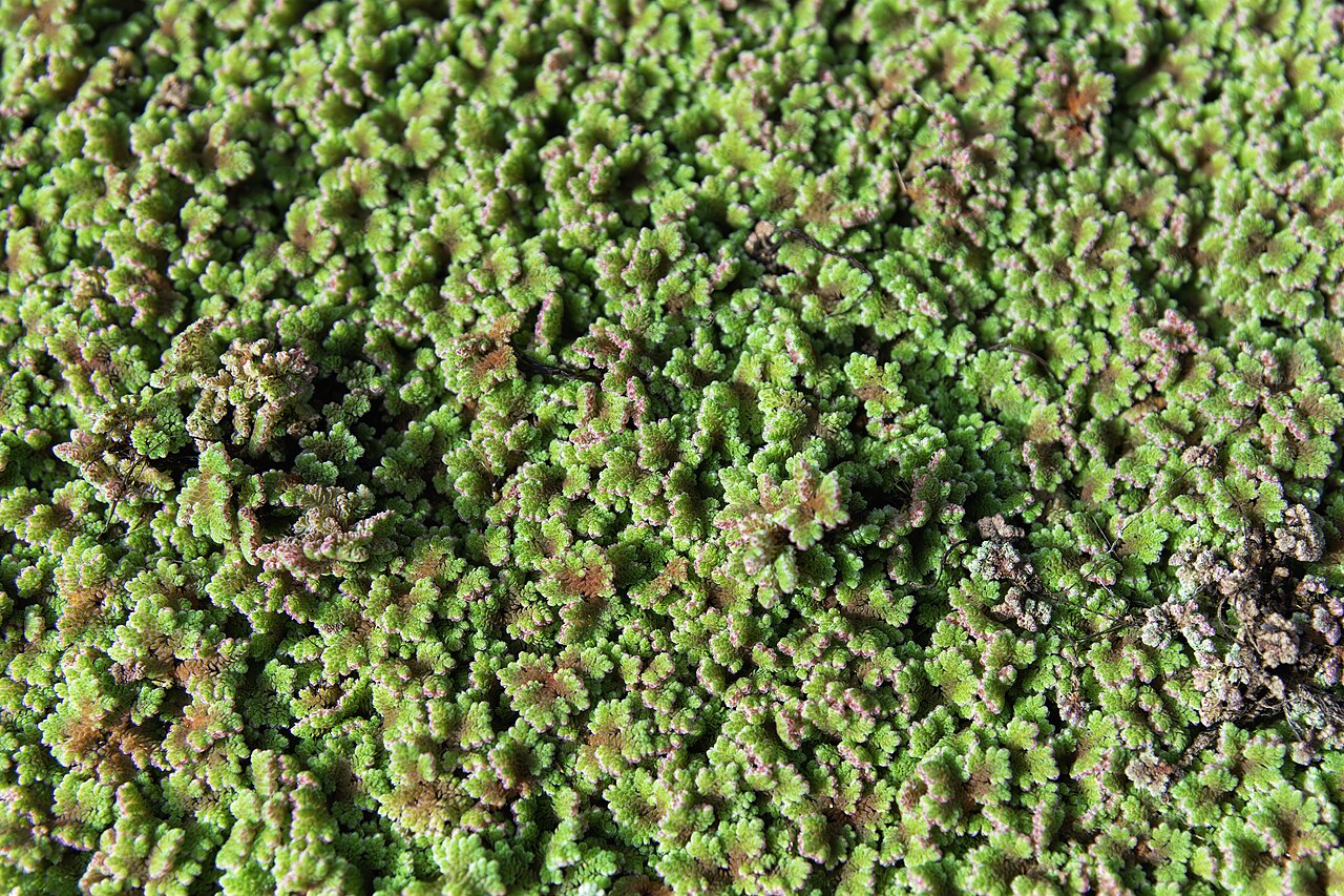 Starostlivosť o Azolla filiculoides na hladine jazierka