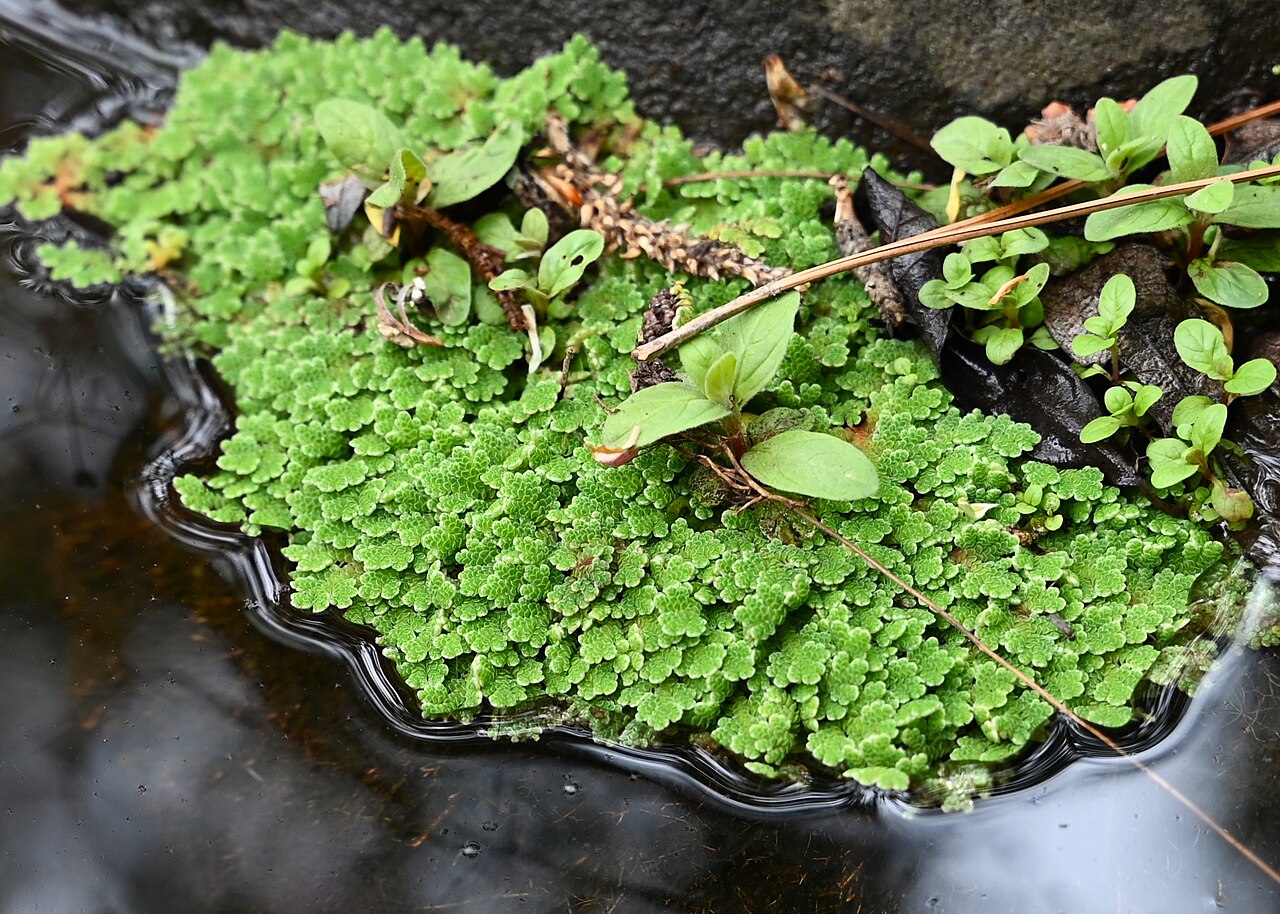 Detail drobných listov rastliny Azolla filiculoides