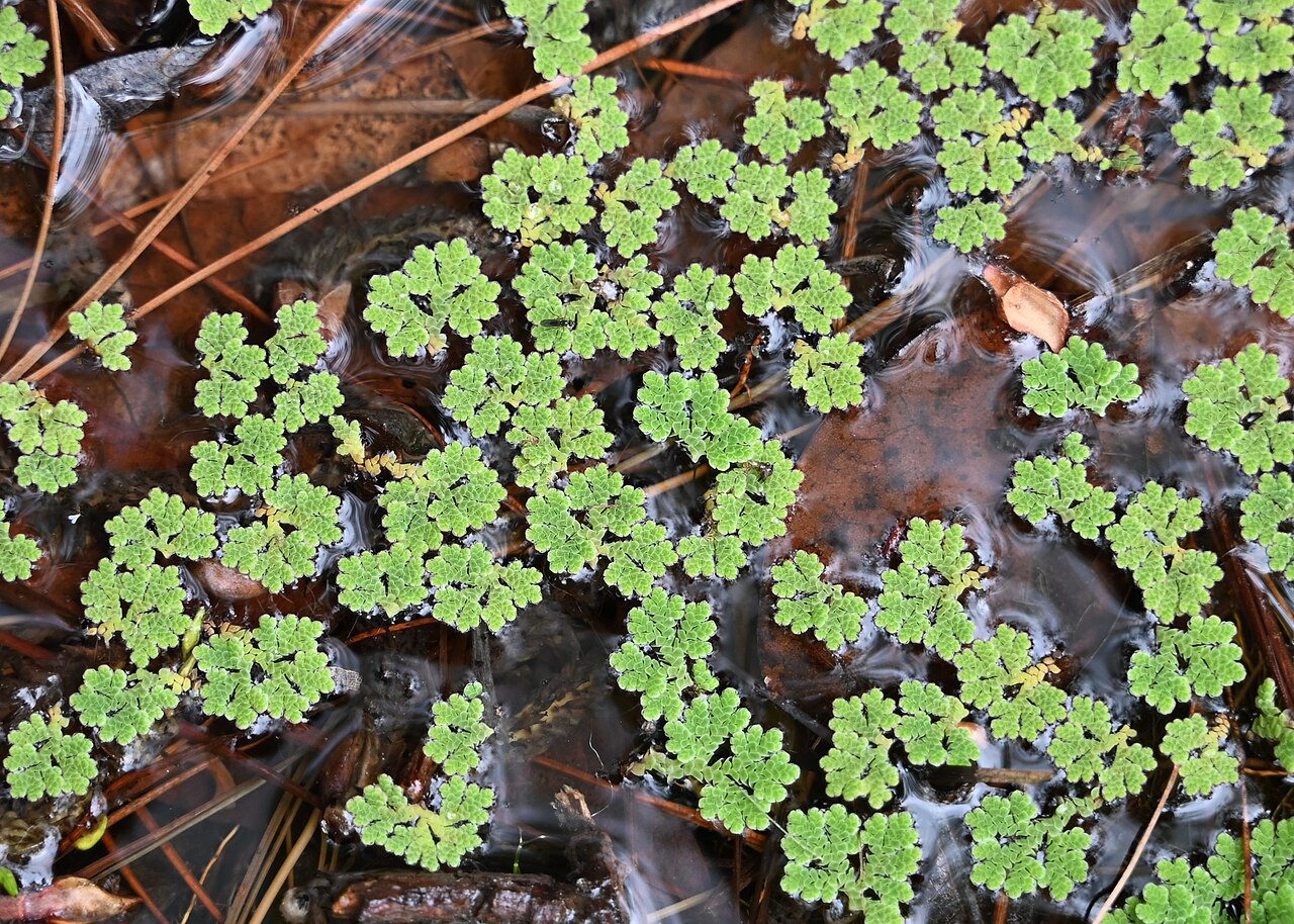 Azolla filiculoides vytvára hustý porast na vodnej hladine