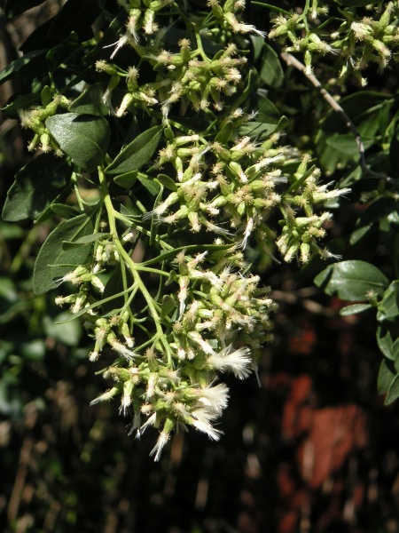 Starostlivosť o Baccharis halimifolia a detail listov