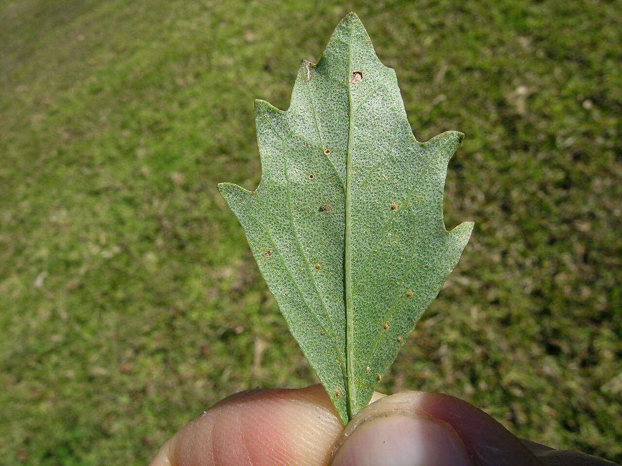 Detail sivasto zelených listov Baccharis halimifolia
