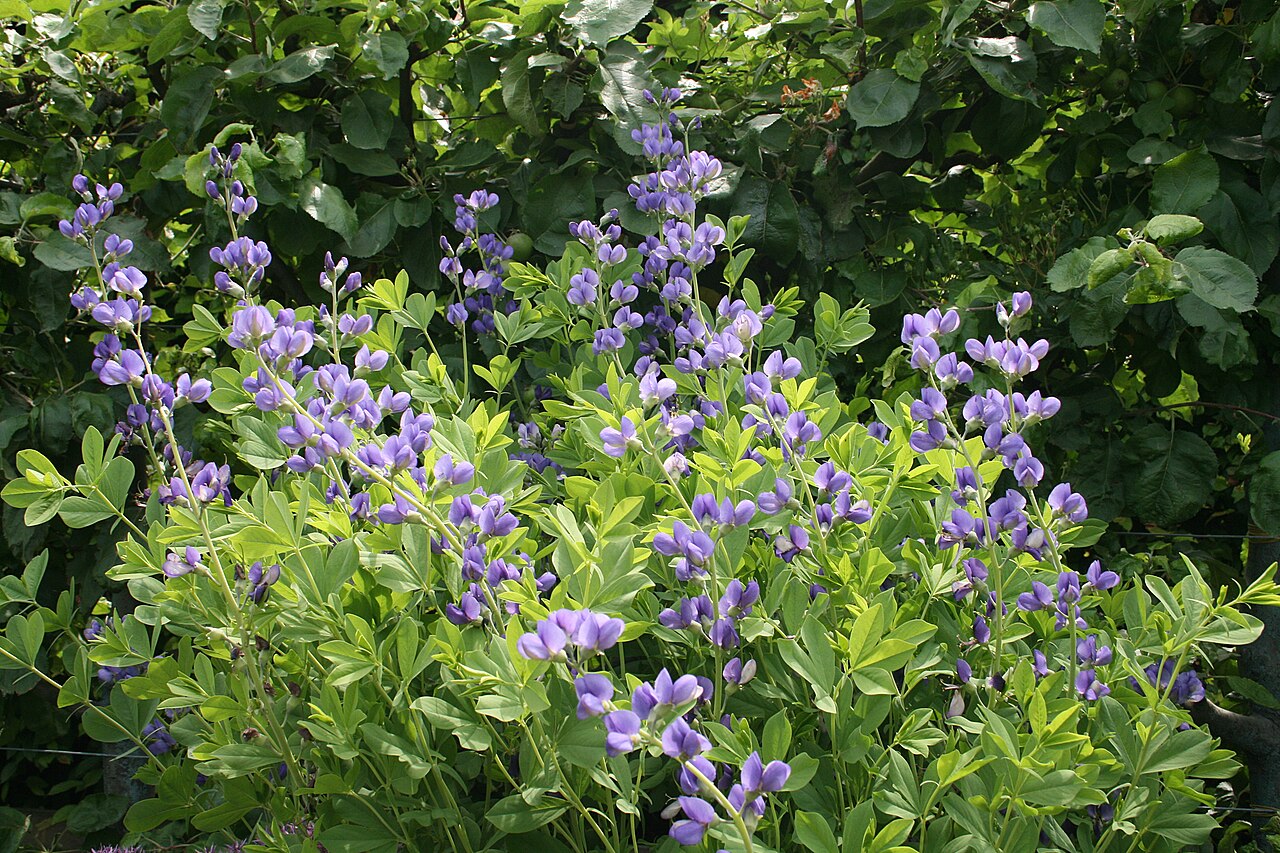 Baptisia australis v záhone na slnečnom stanovišti