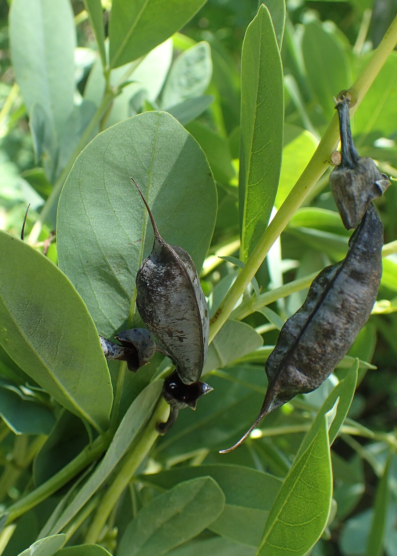 Detail listov a kvetov rastliny Baptisia australis