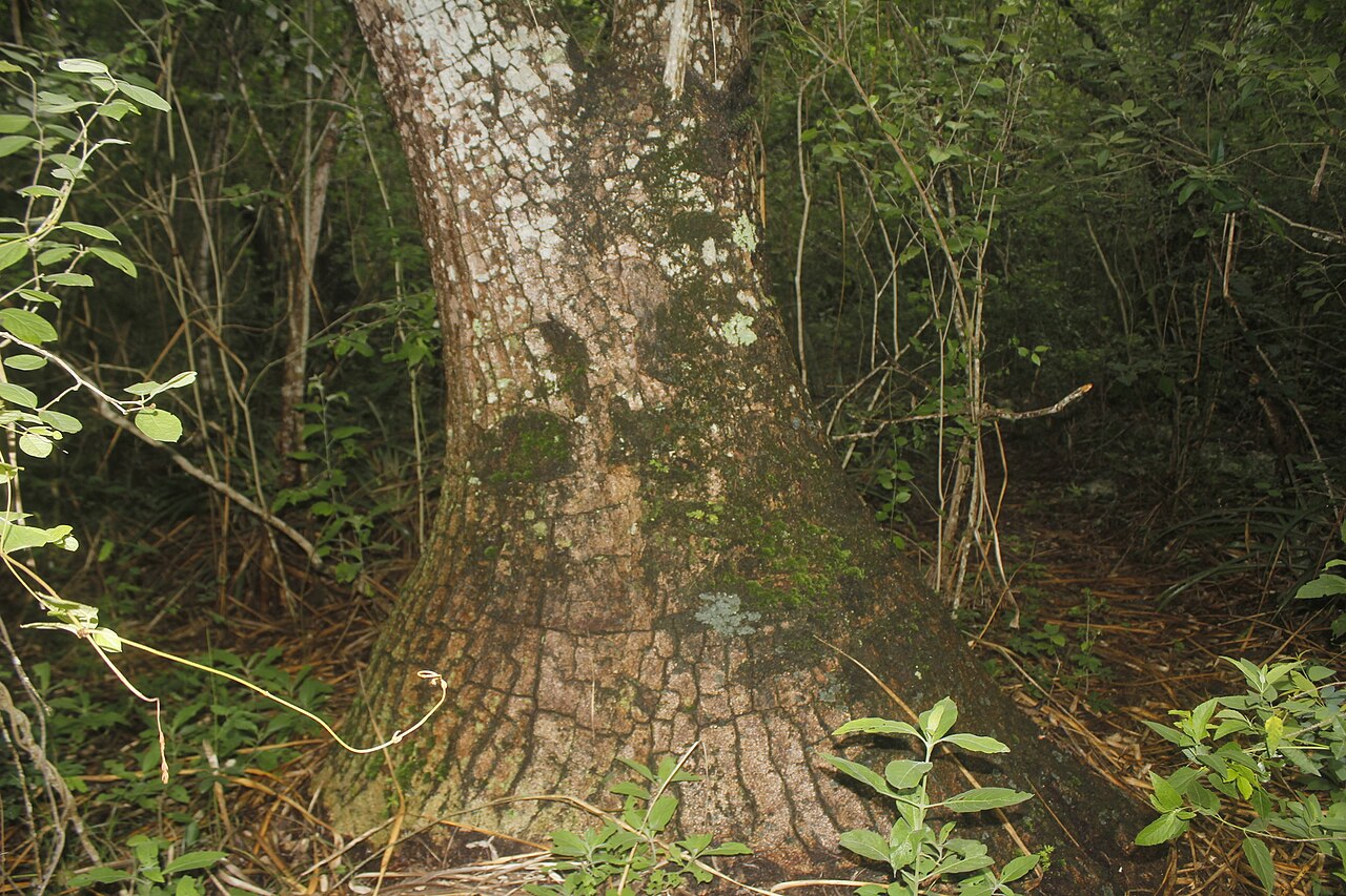 Beaucarnea recurvata so zhrubnutým kmeňom a dlhými listami
