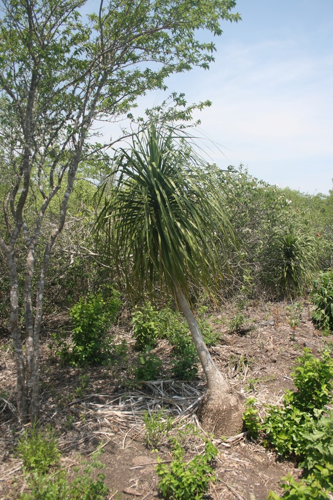 Detail listov rastliny Beaucarnea recurvata