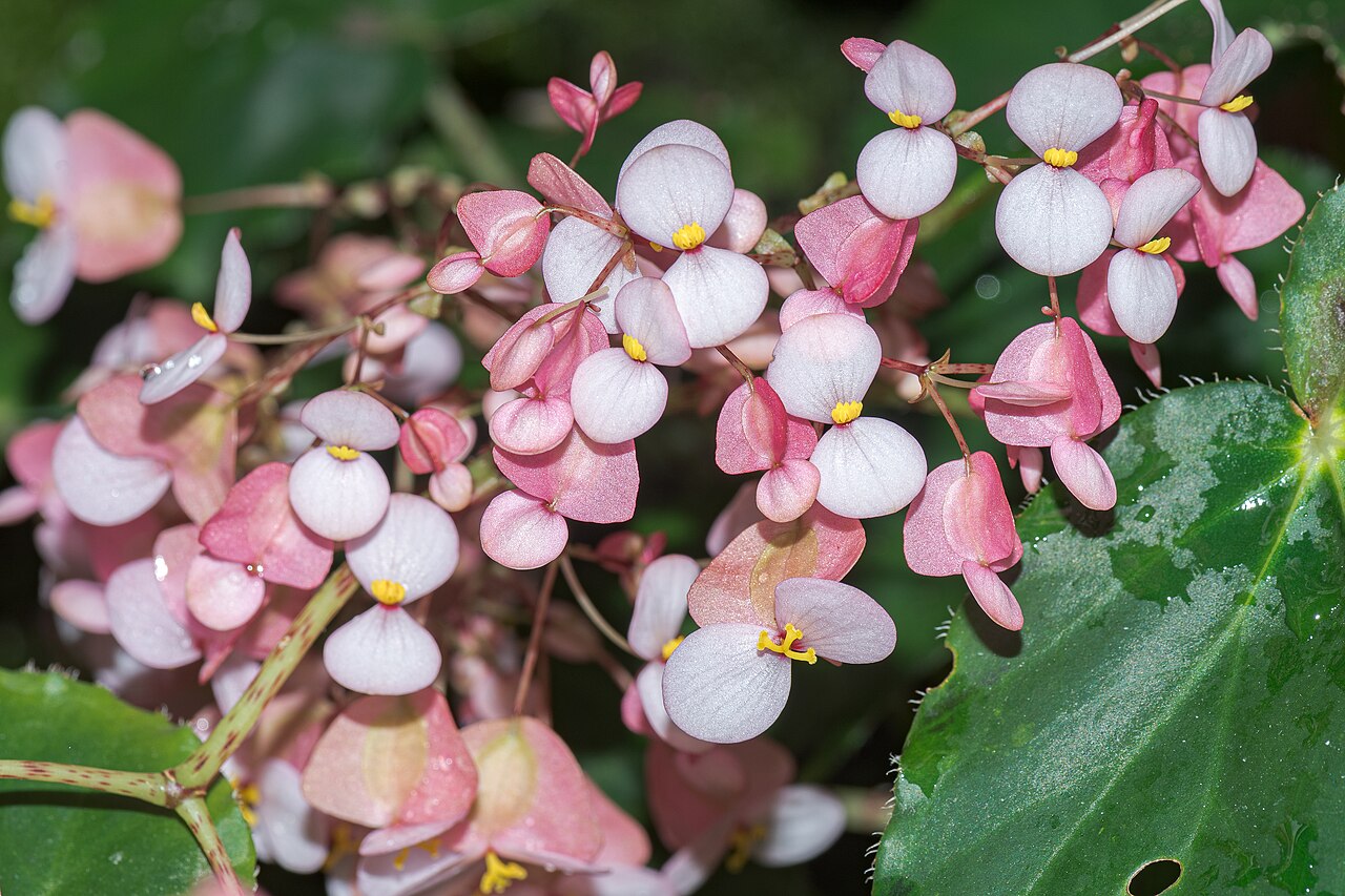 Begonia bowerae s dekoratívnymi striebristými listami