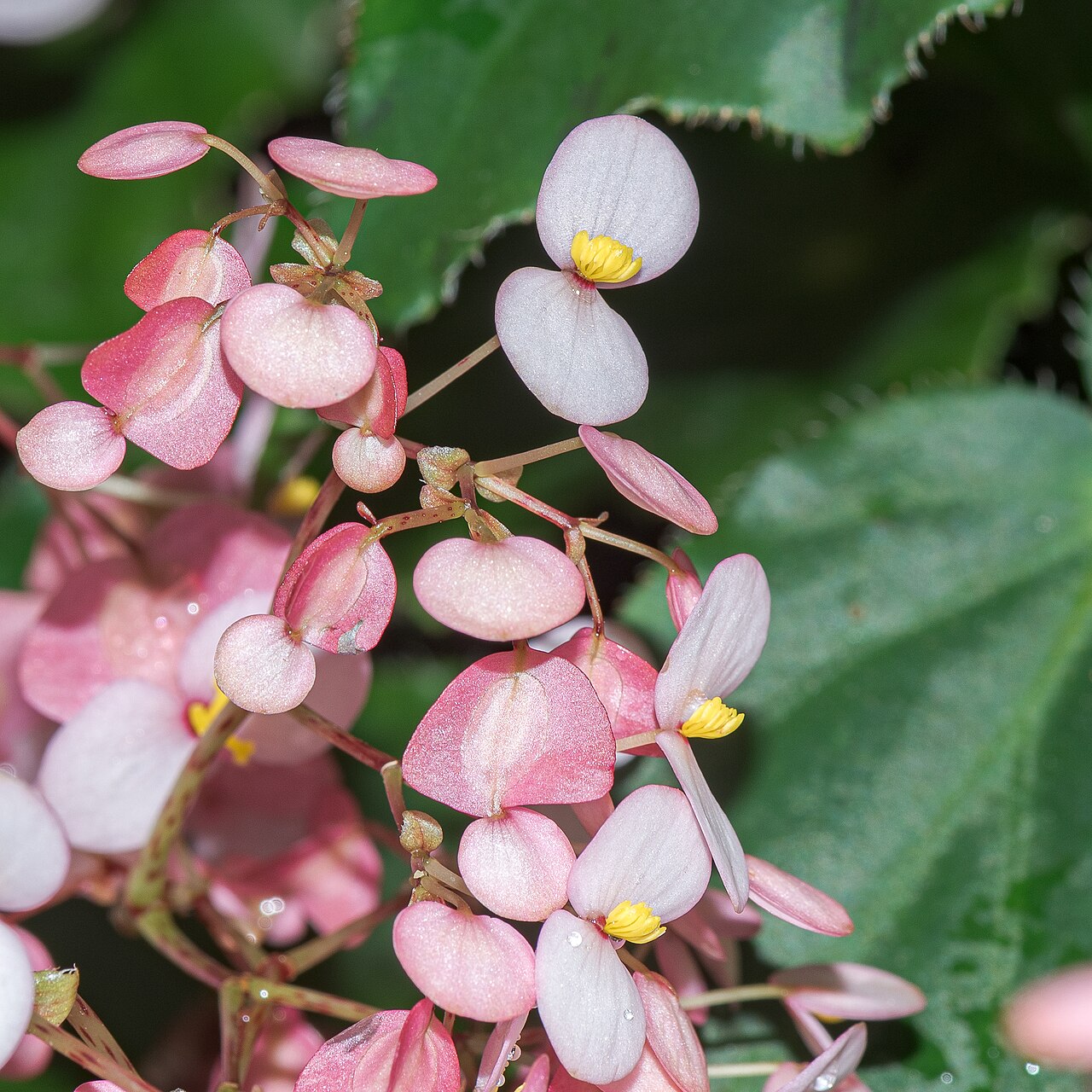 Starostlivosť o Begonia bowerae v interiéri