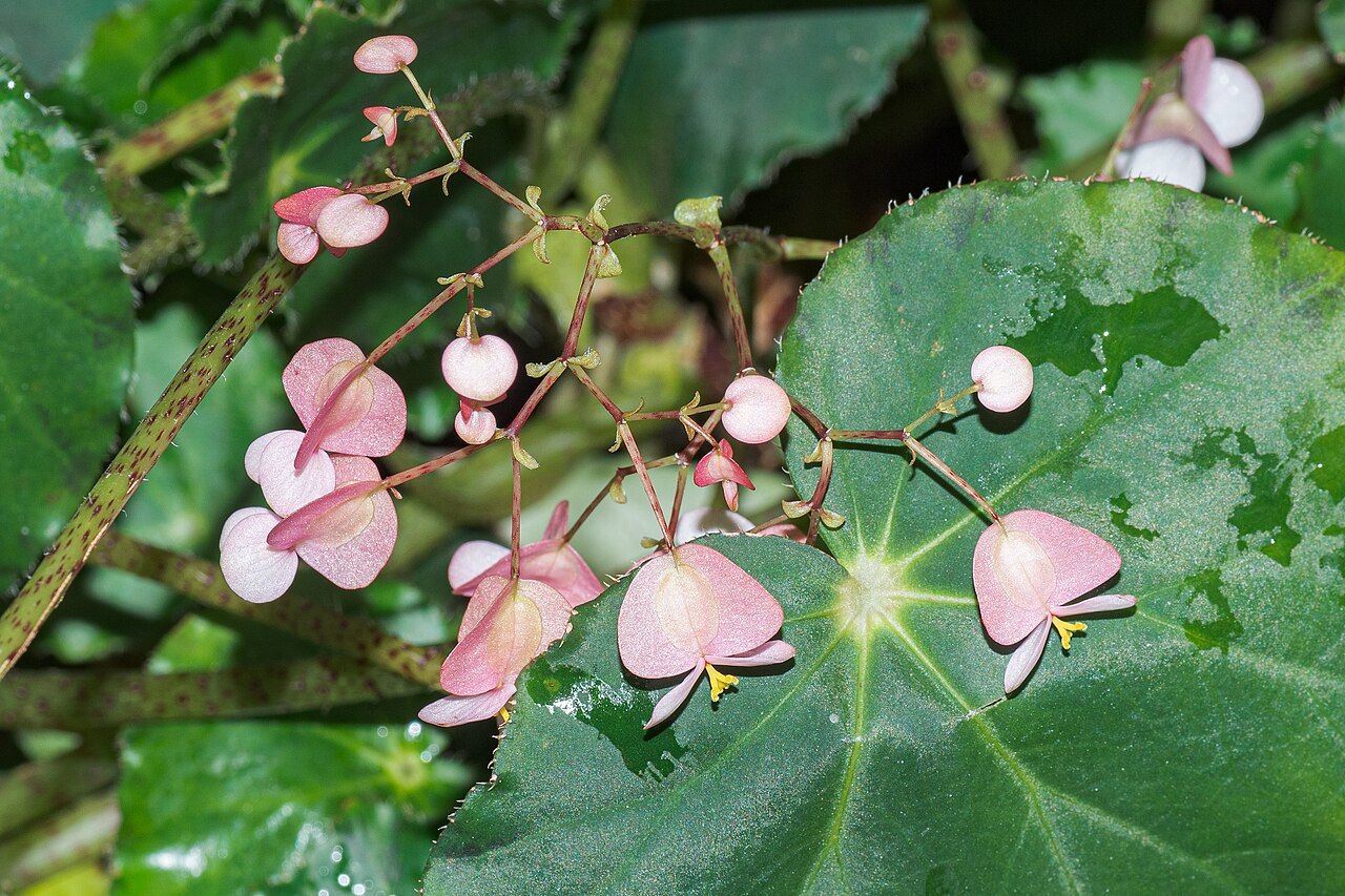 Detail listov rastliny Begonia bowerae