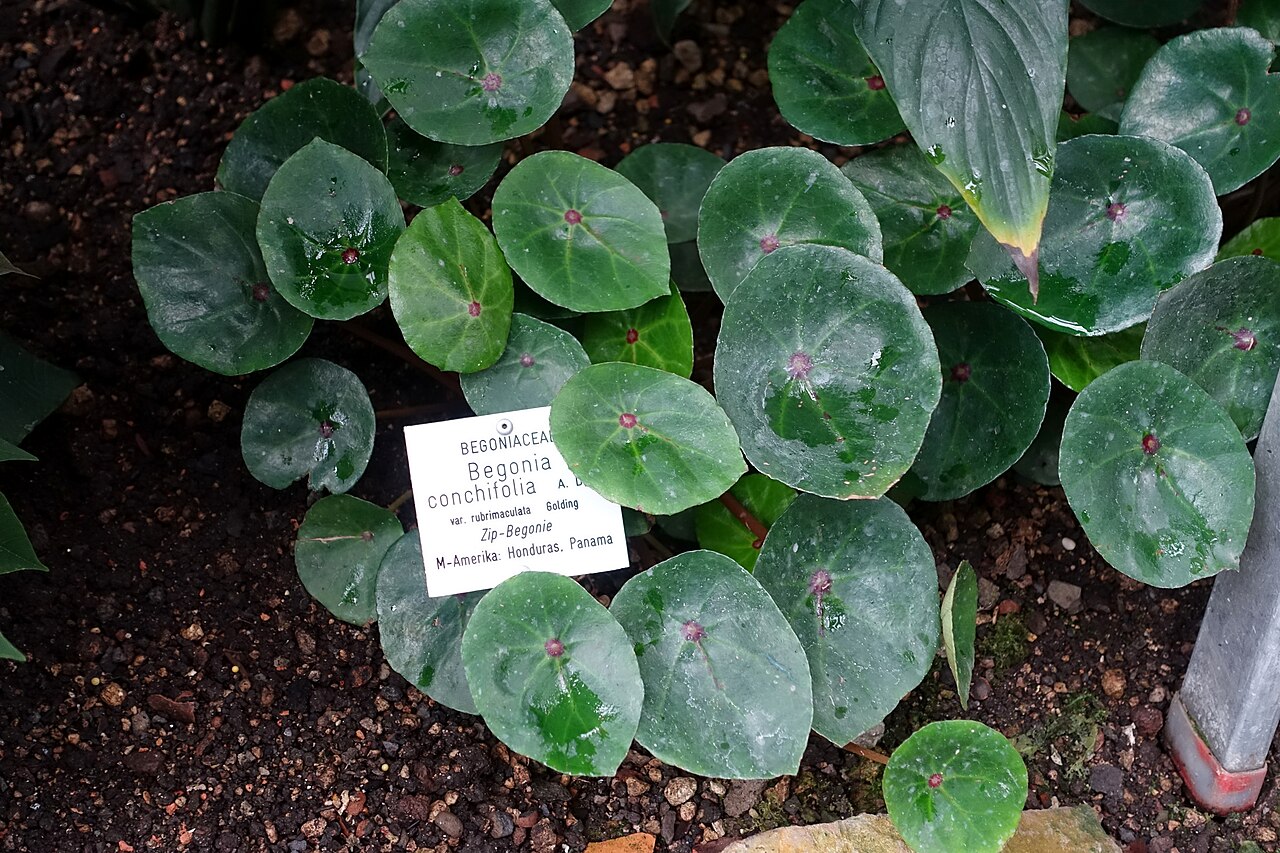 starostlivosť o Begonia conchifolia a detail dekoratívnych listov