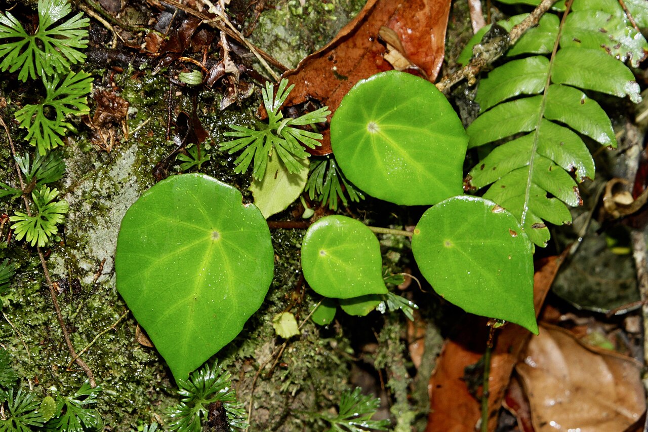 Begonia conchifolia s lesklými srdcovitými listami