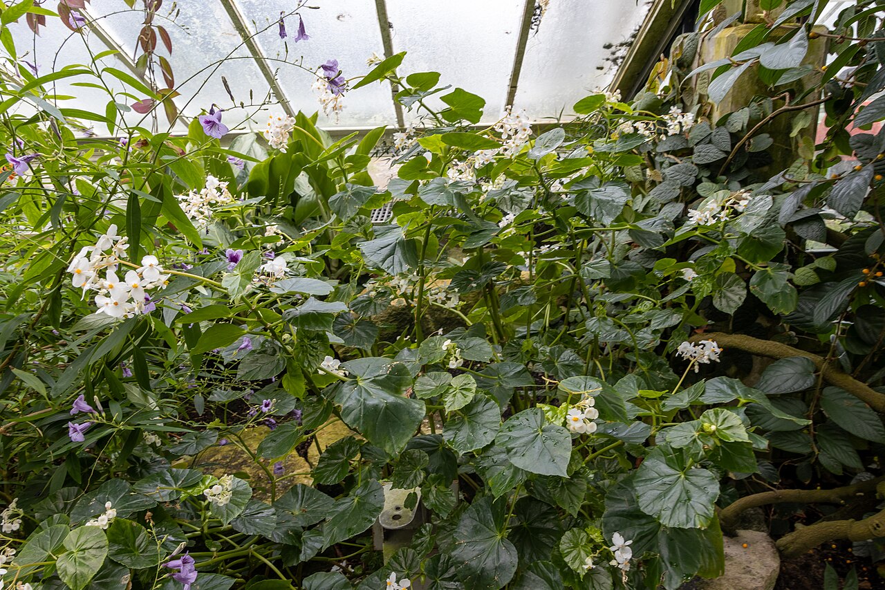 Detail listov rastliny Begonia conchifolia v interiéri