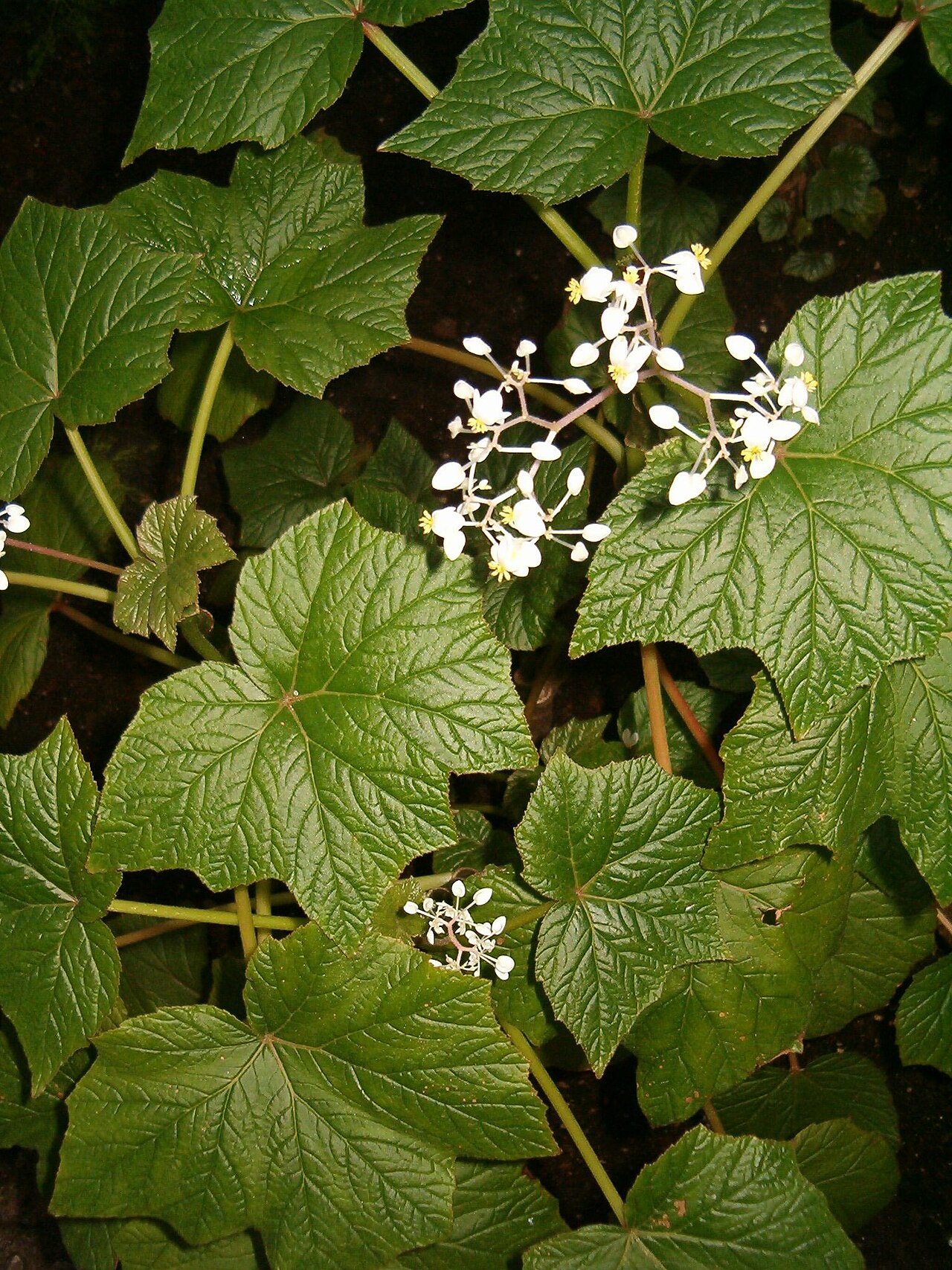 Starostlivosť o Begonia elatior v interiéri