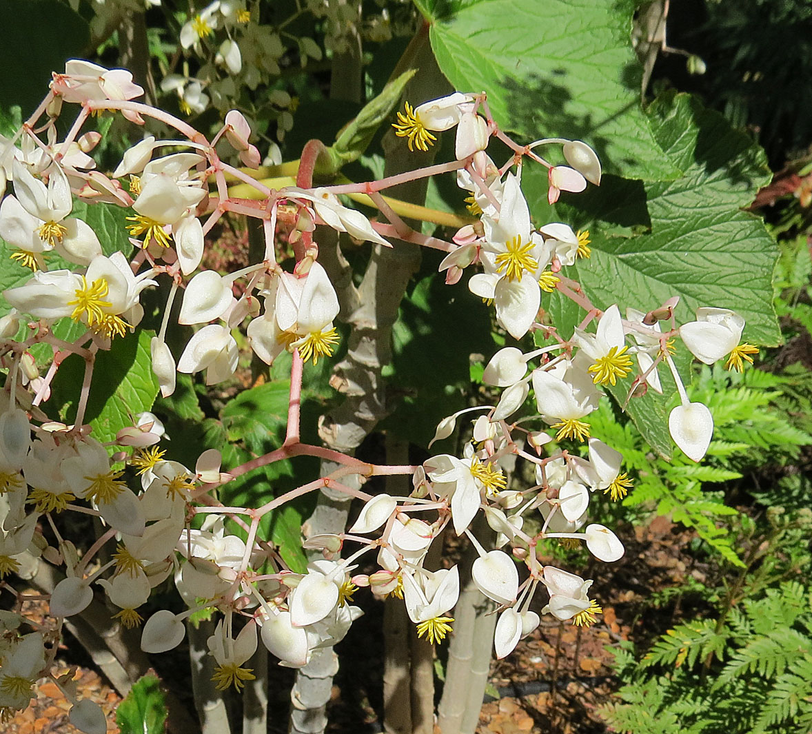 Begonia elatior s bohatými kvetmi na parapete