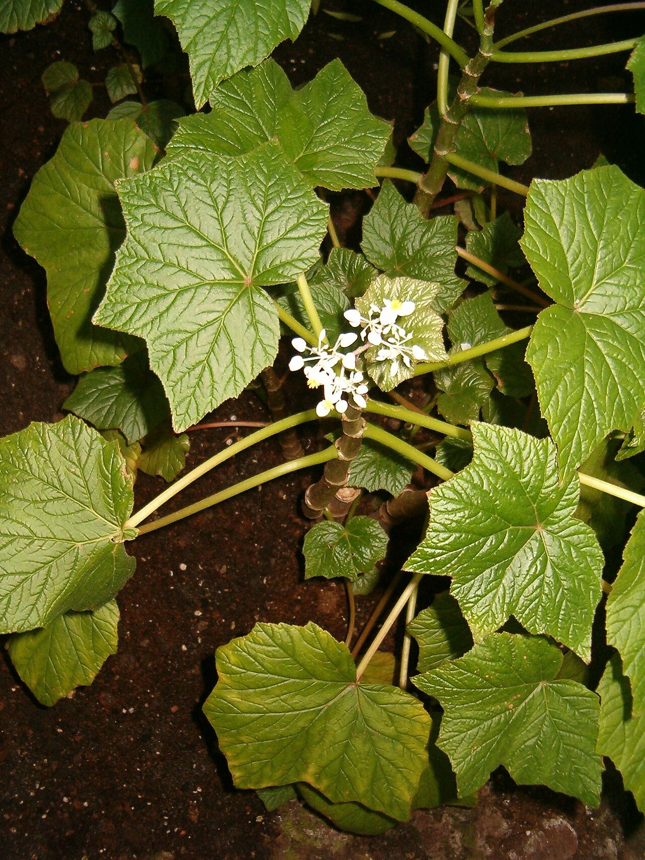 Detail listov a kvetov rastliny Begonia elatior