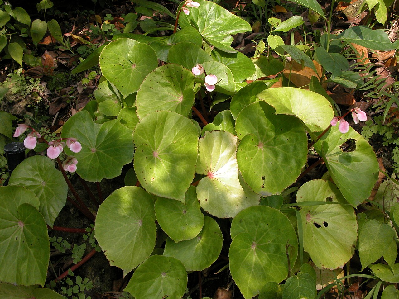 starostlivosť o Begonia fenicis a detail kresby listov