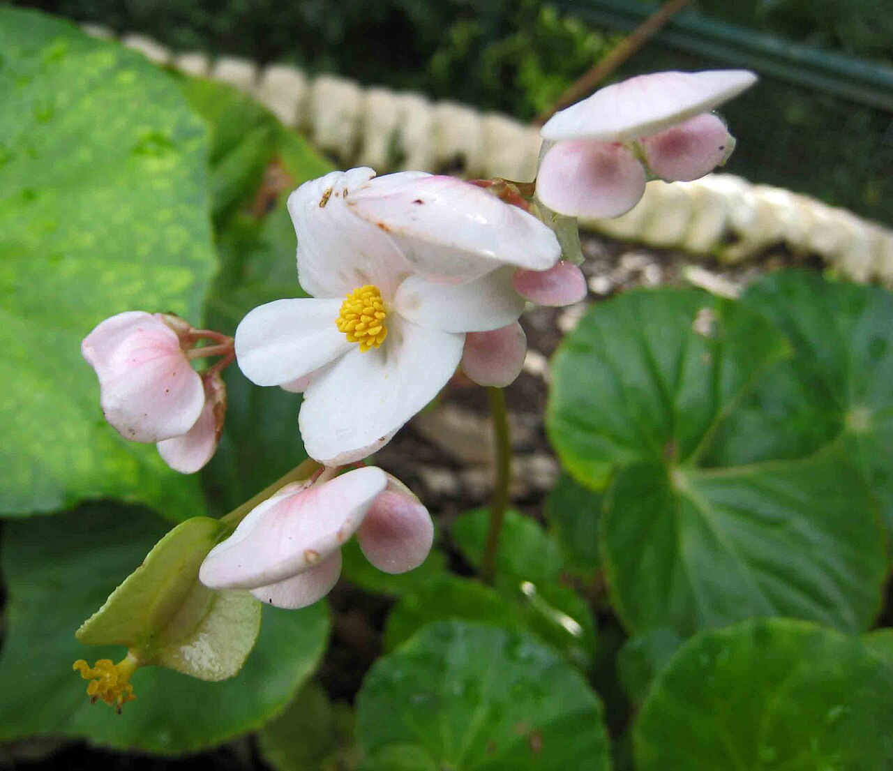 Begonia fenicis pestovaná v interiéri pri rozptýlenom svetle