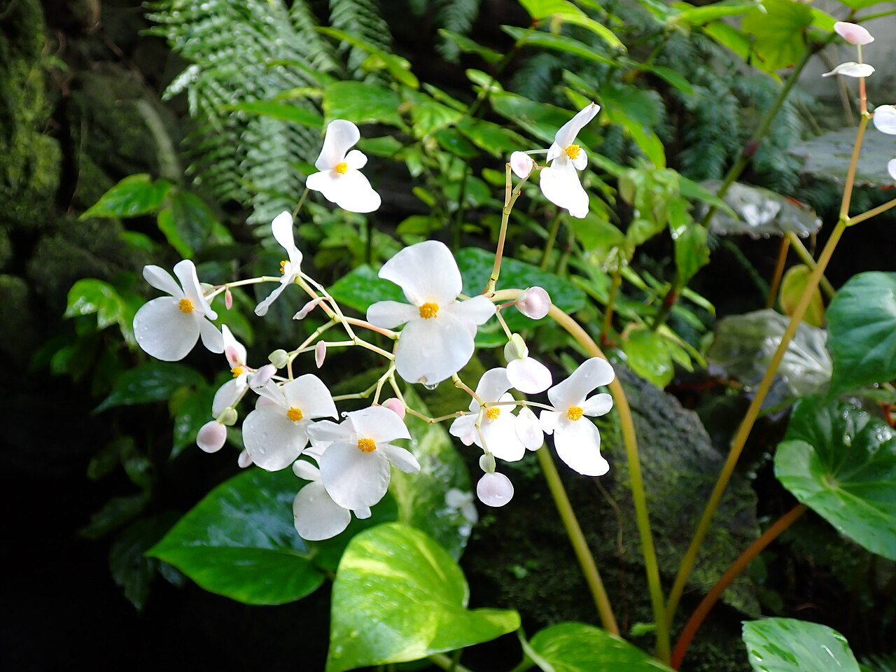 Detail tmavozelených listov Begonia fenicis so striebristou kresbou