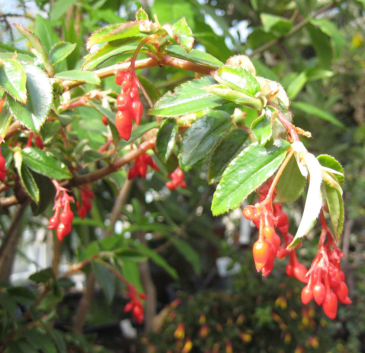 Begonia fuchsioides s drobnými červenými kvetmi v interiéri