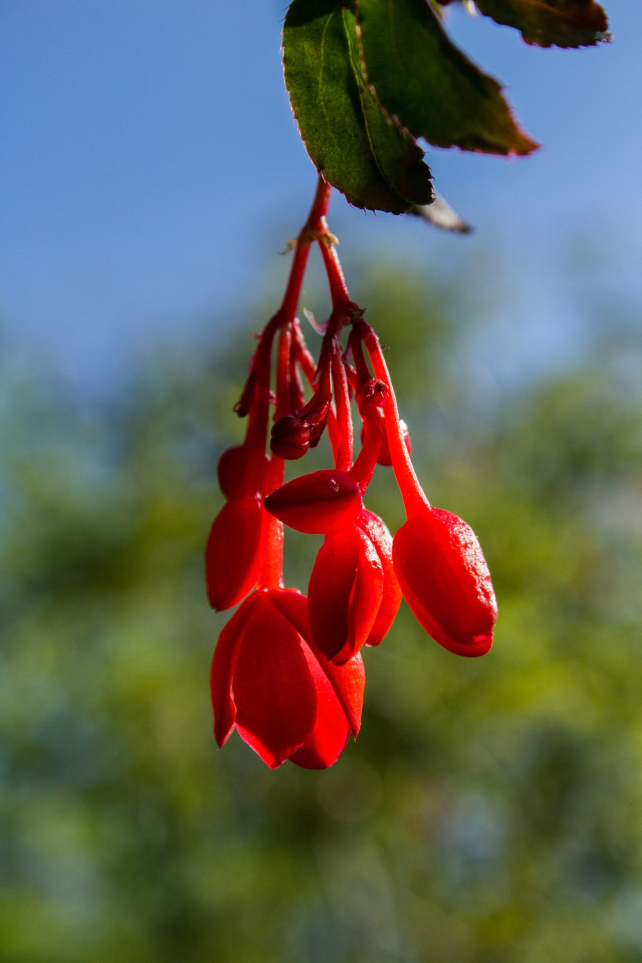 Starostlivosť o Begonia fuchsioides pri pestovaní v črepníku