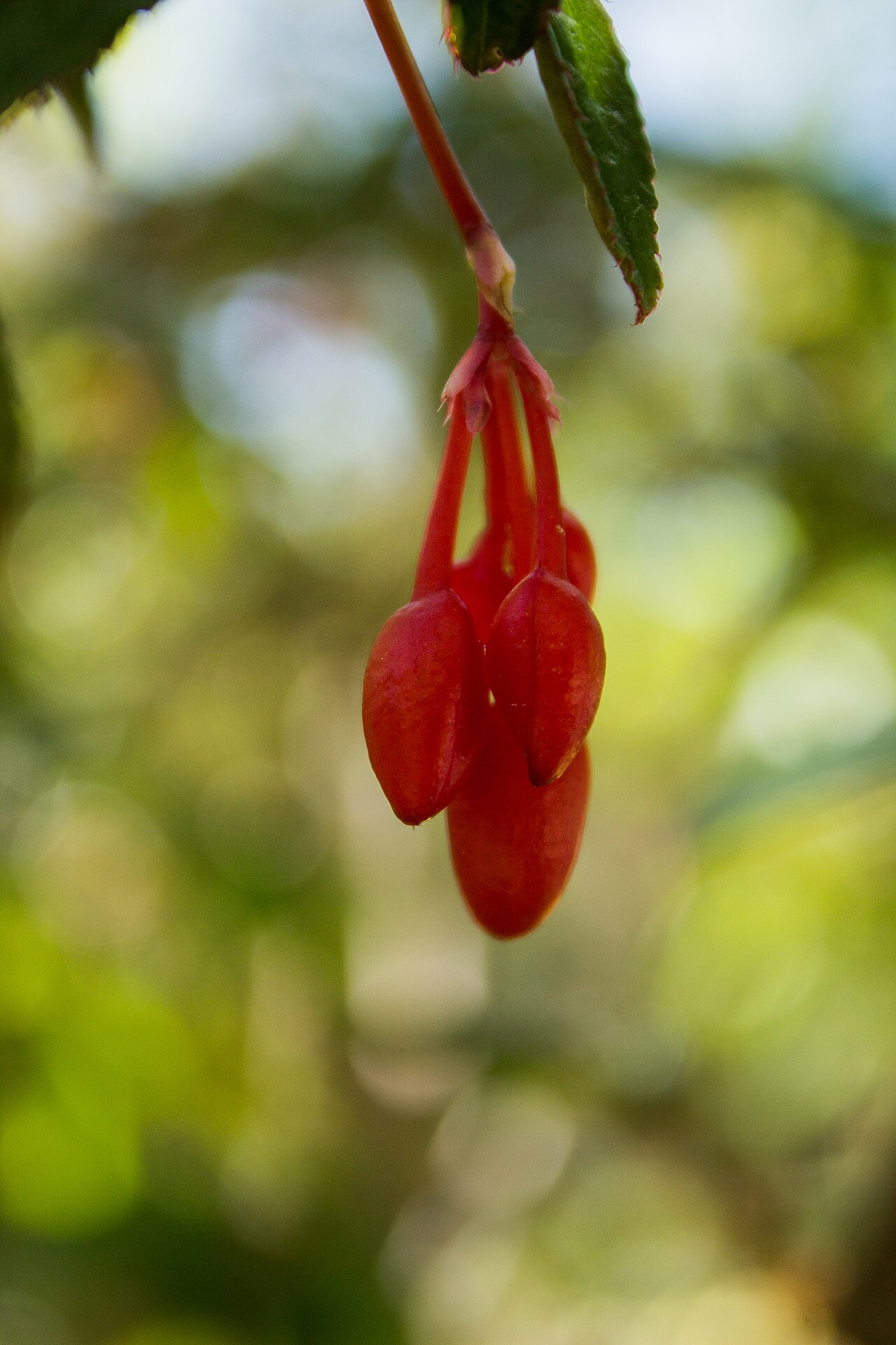 Detail listov a kvetov rastliny Begonia fuchsioides