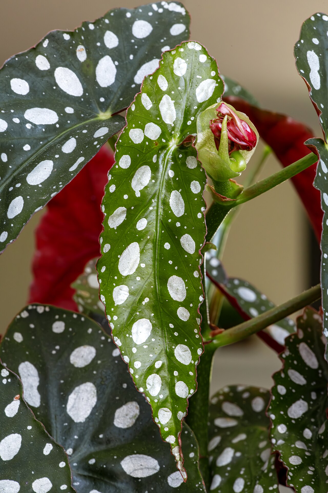 Starostlivosť o Begonia maculata a detail bodkovaných listov