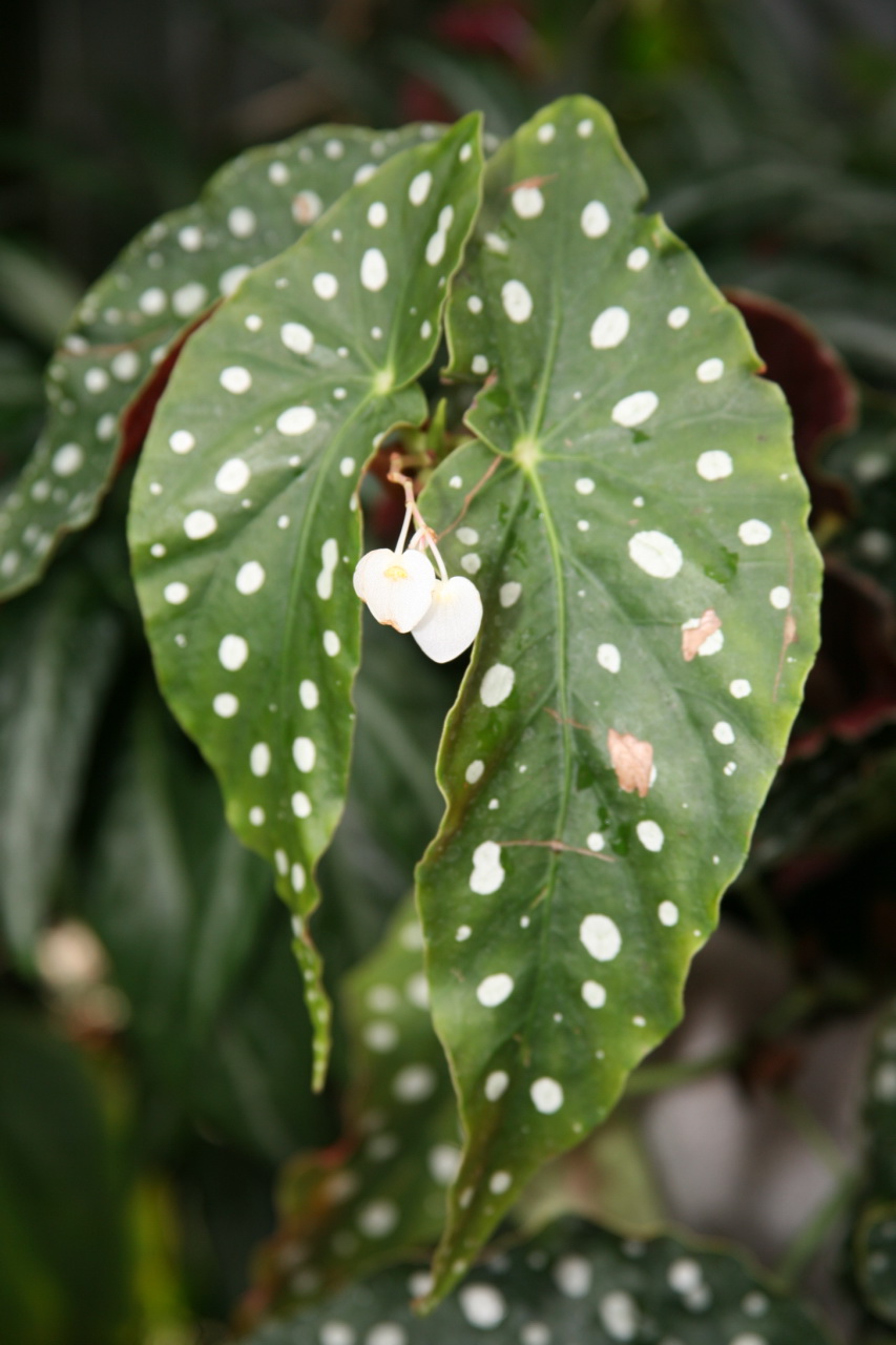 Begonia maculata v interiéri pri rozptýlenom svetle