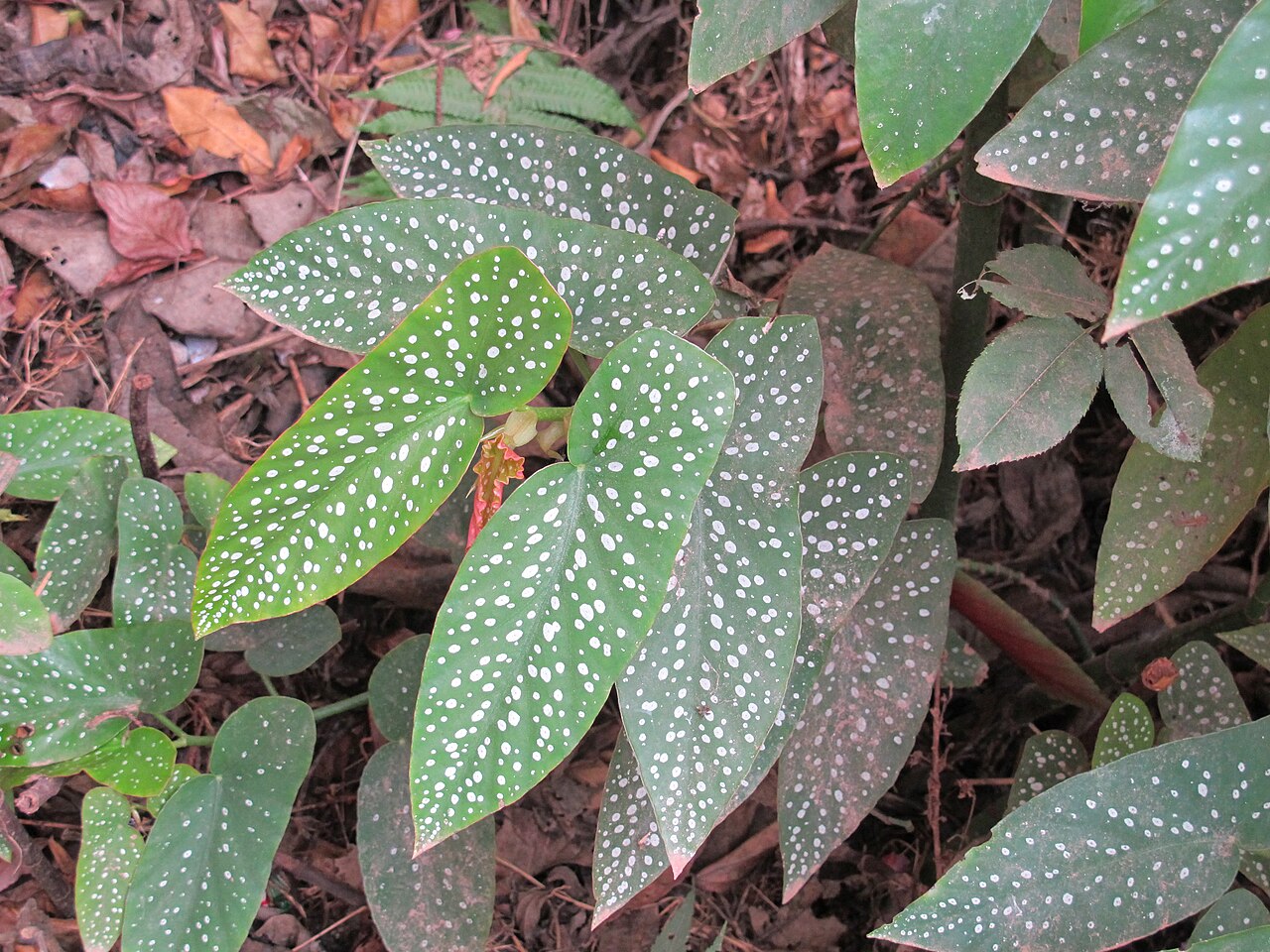 Detail listov Begonia maculata s bielymi škvrnami