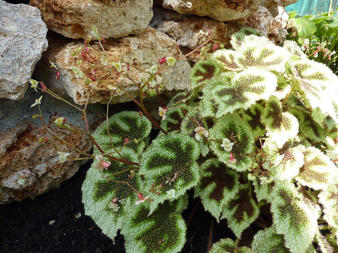 Starostlivosť o Begonia masoniana a jej typické listy s kresbou kríža