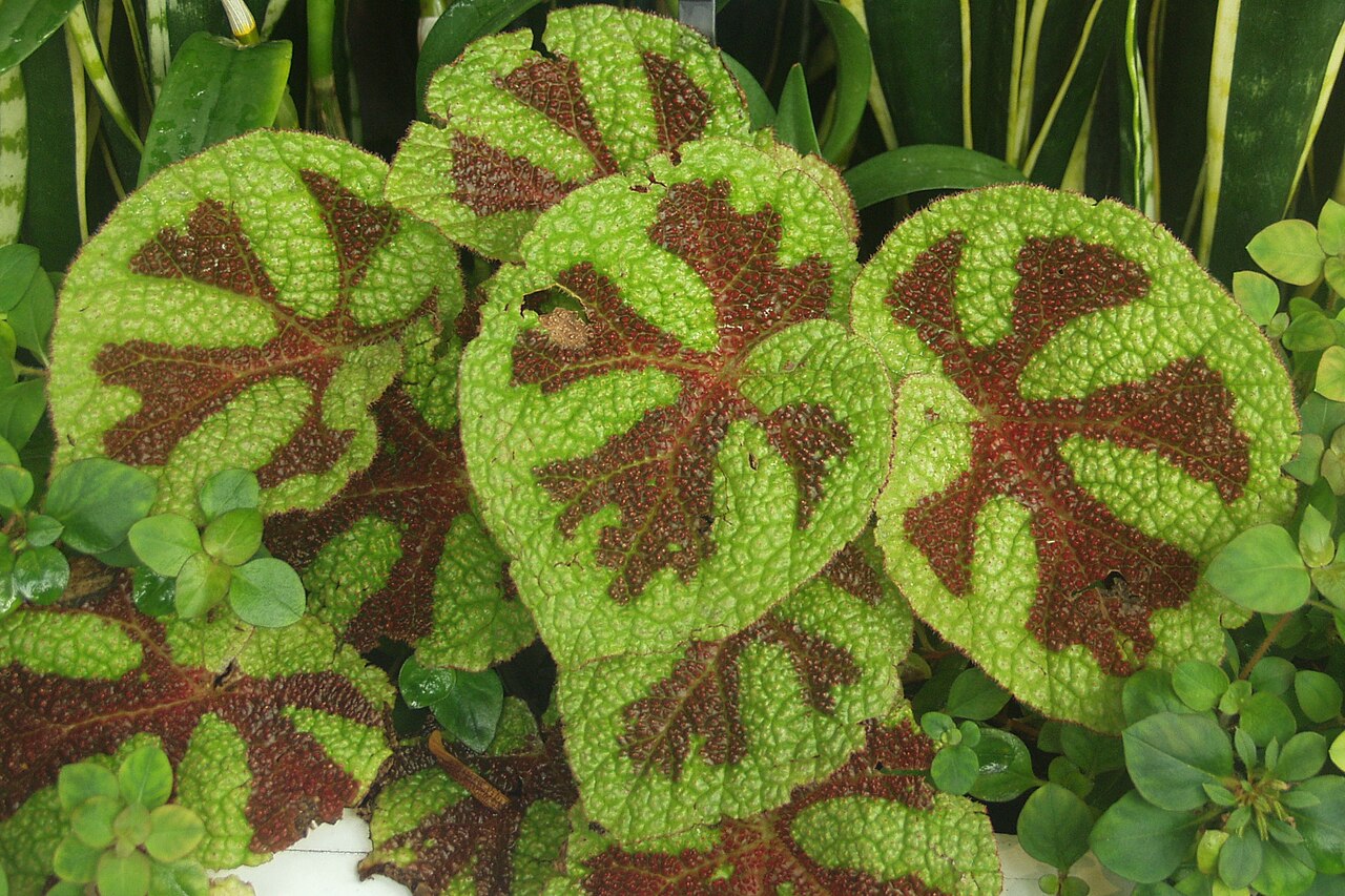 Detail listu Begonia masoniana s tmavou kresbou