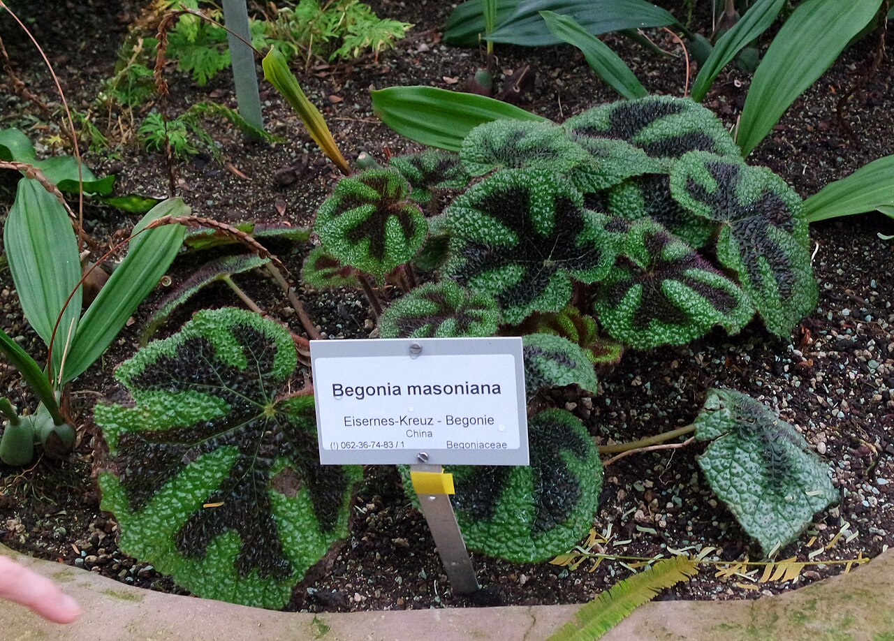 Begonia masoniana pestovaná v interiéri pri rozptýlenom svetle