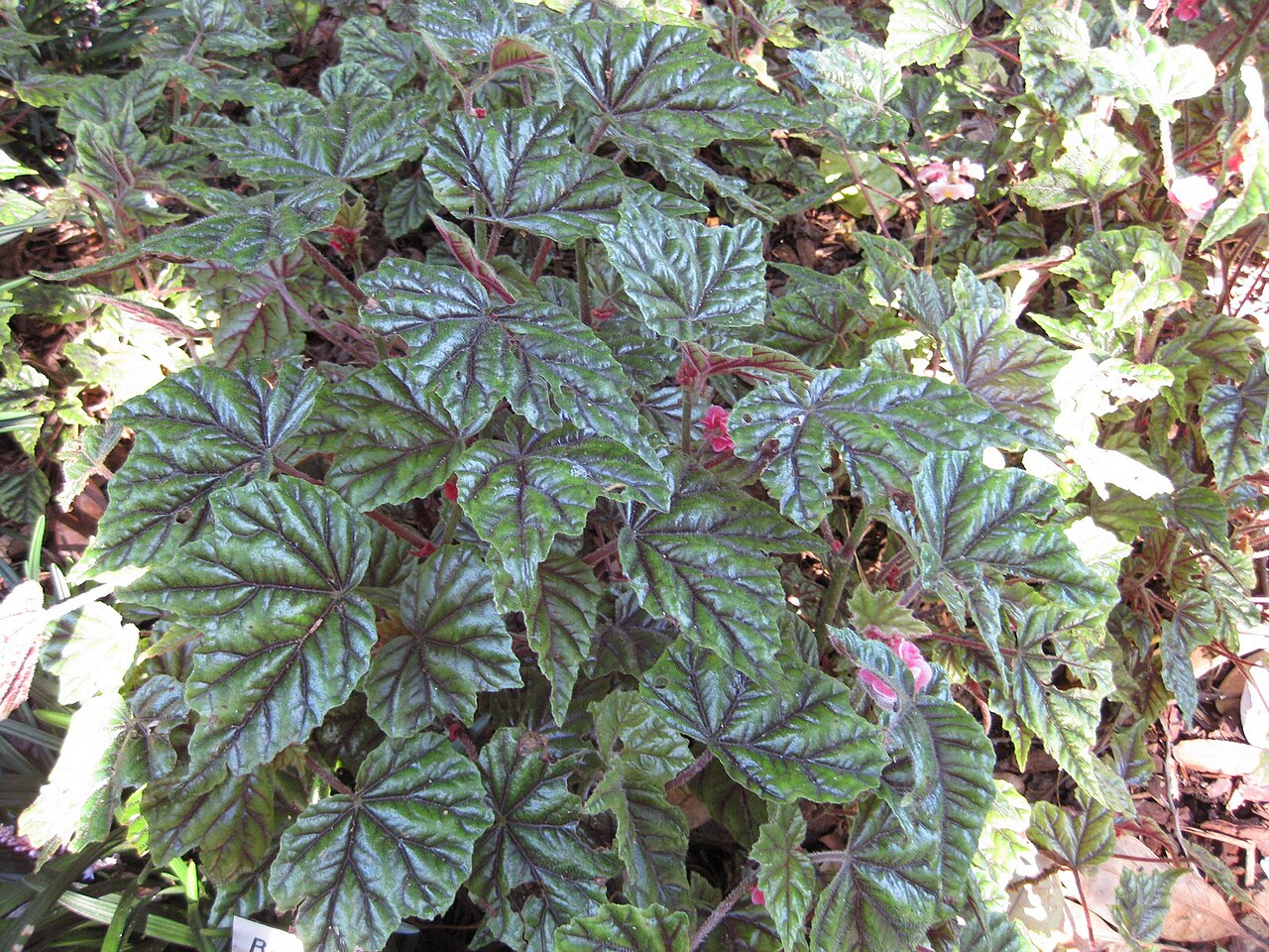 starostlivosť o Begonia metallica a detail kovovo lesklých listov