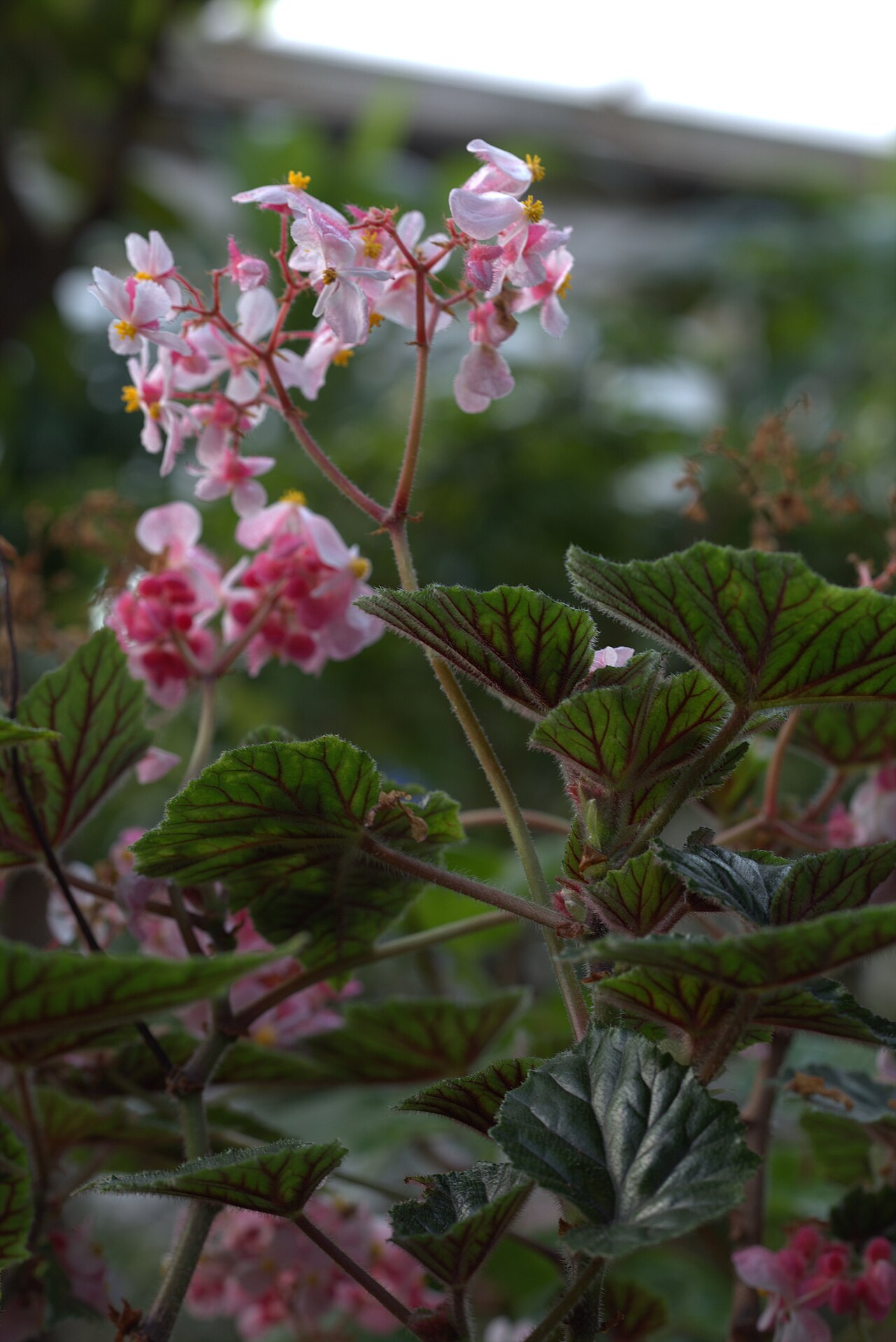 Begonia metallica v kvetináči pri rozptýlenom svetle