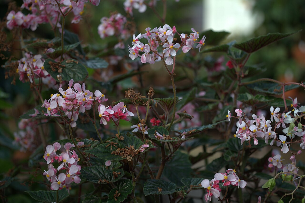 Detail listov Begonia metallica s výraznou žilnatinou