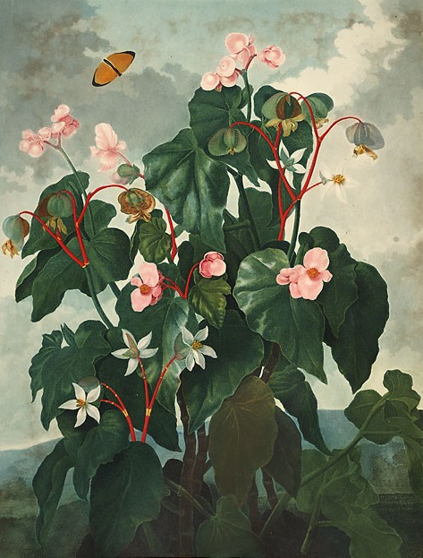 Begonia obliqua s dekoratívnymi listami v interiéri
