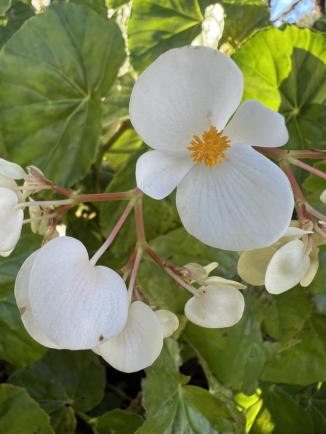 Starostlivosť o Begonia obliqua pri pestovaní v byte