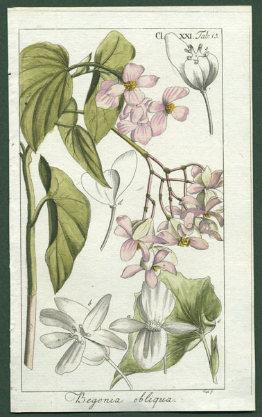 Detail listov Begonia obliqua so svetlými žilkami