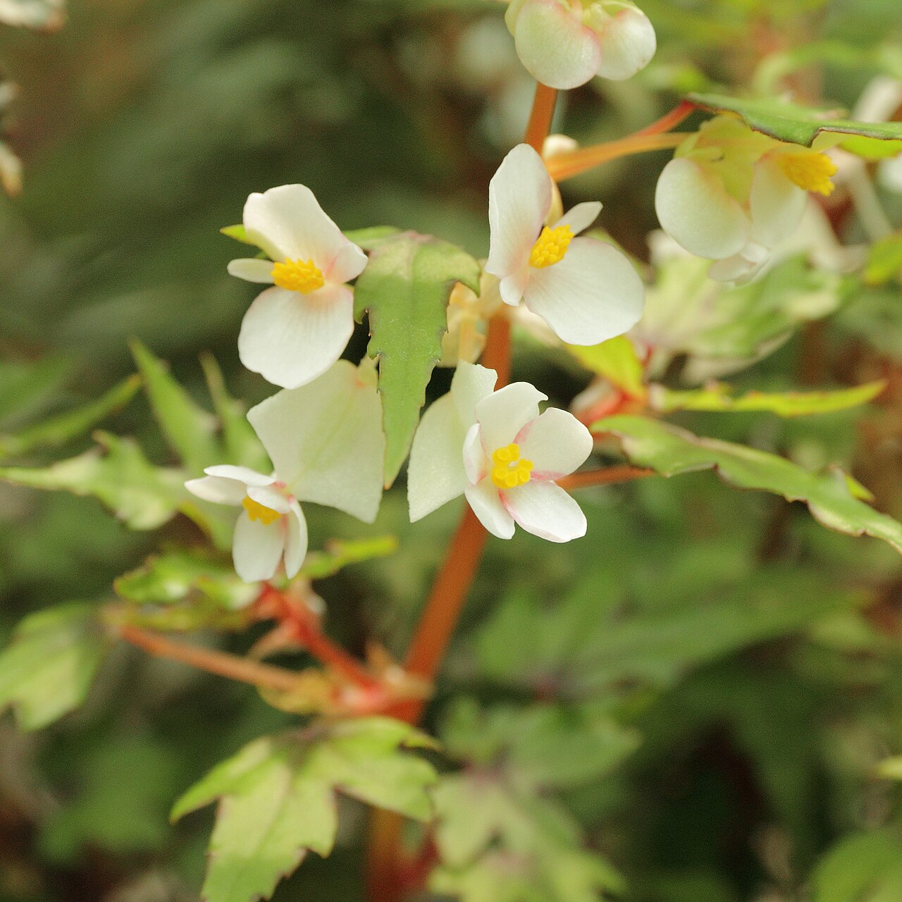 Begonia partita s tmavozelenými listami a striebristou kresbou