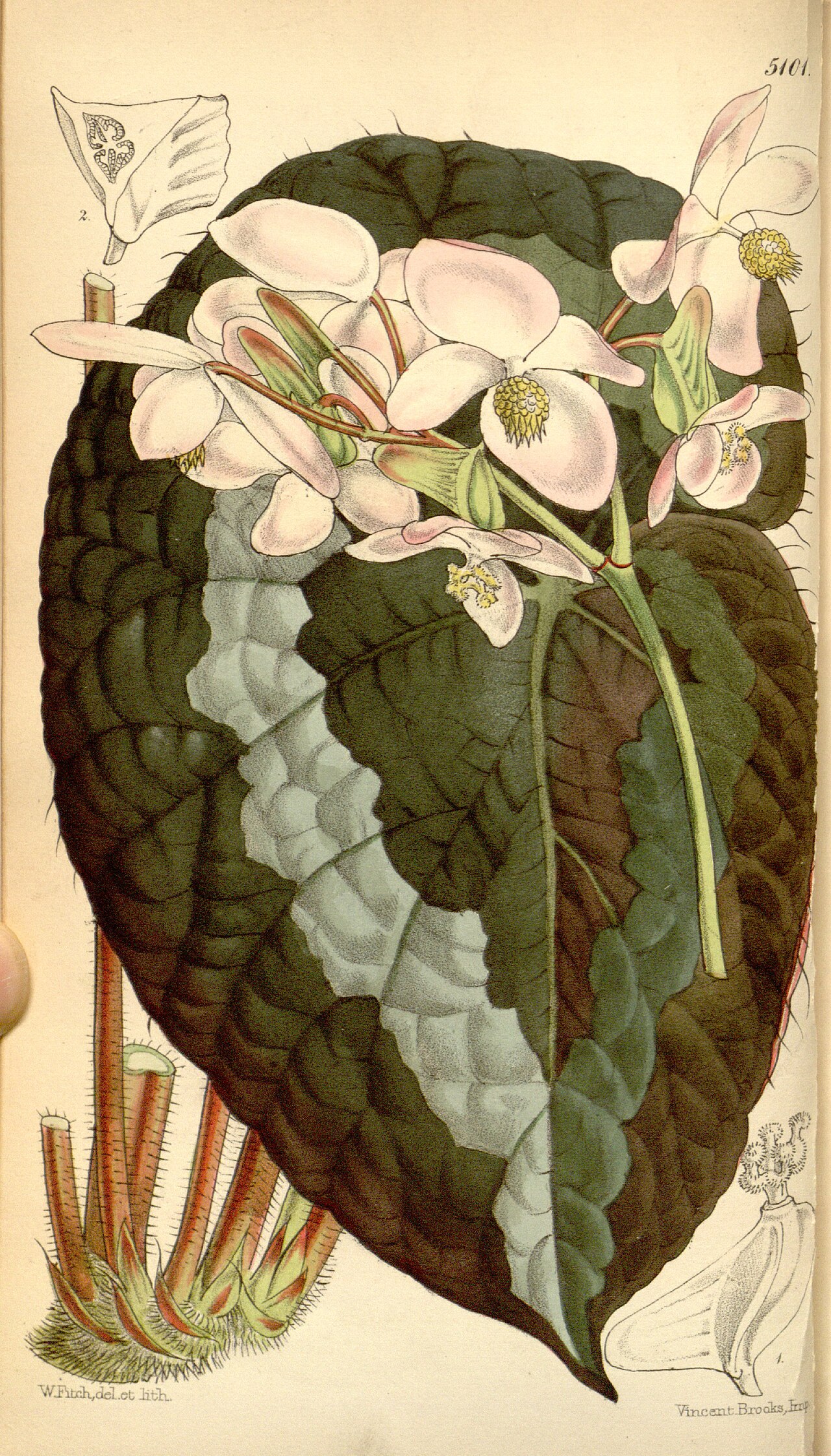 Detail farebných listov rastliny Begonia rex