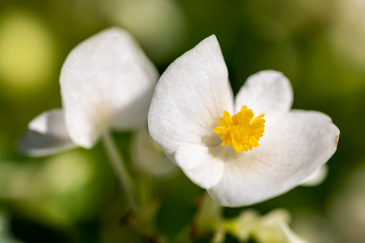 Starostlivosť o Begonia semperflorens v kvetináči