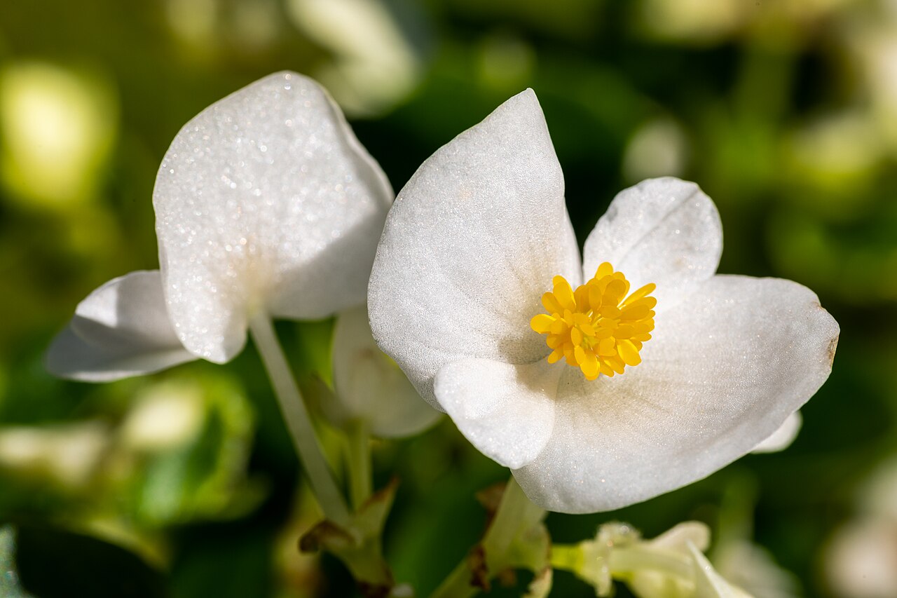 Begonia semperflorens s lesklými listami a ružovými kvetmi