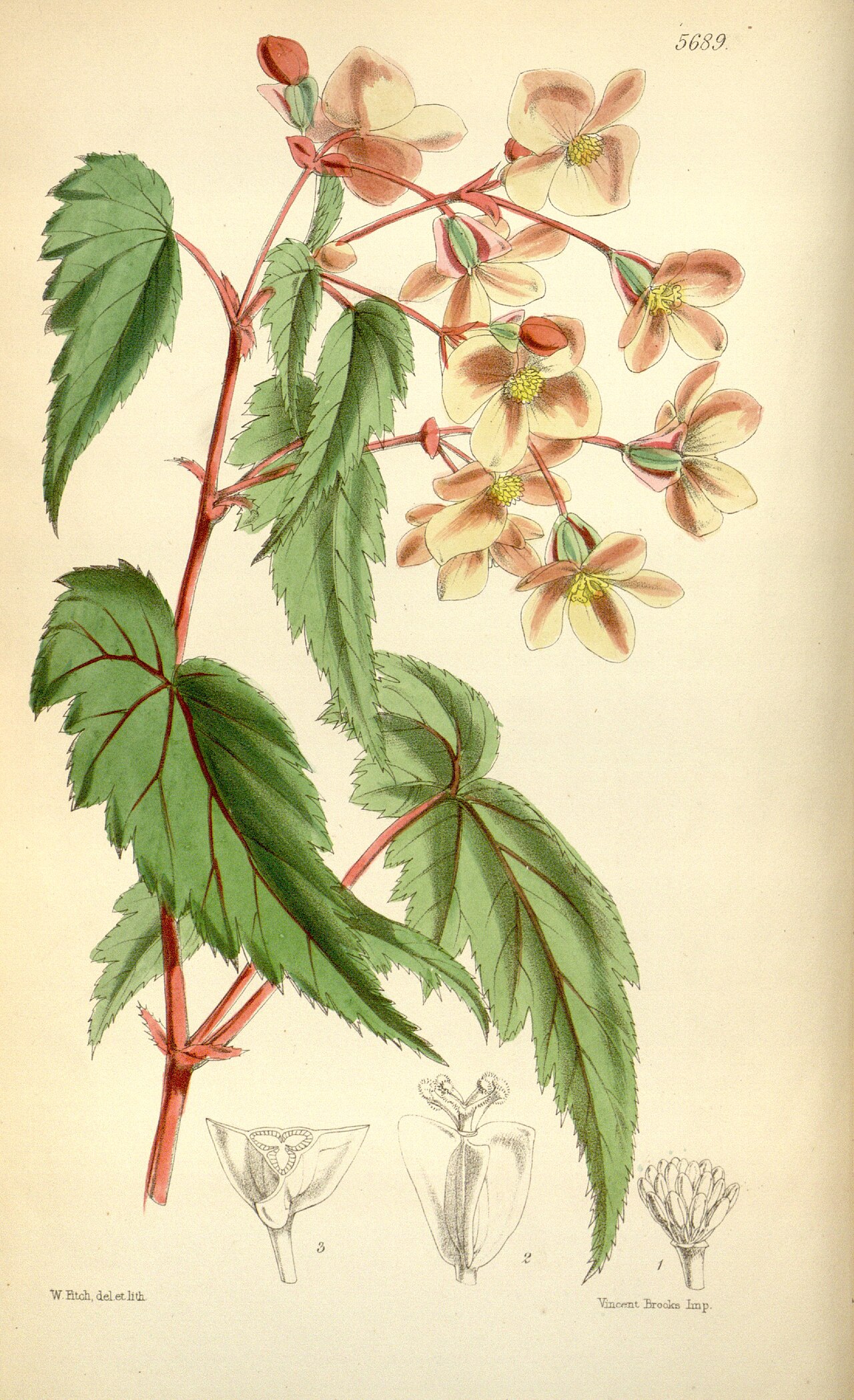 starostlivosť o Begonia sutherlandii a detail kvitnúcej rastliny