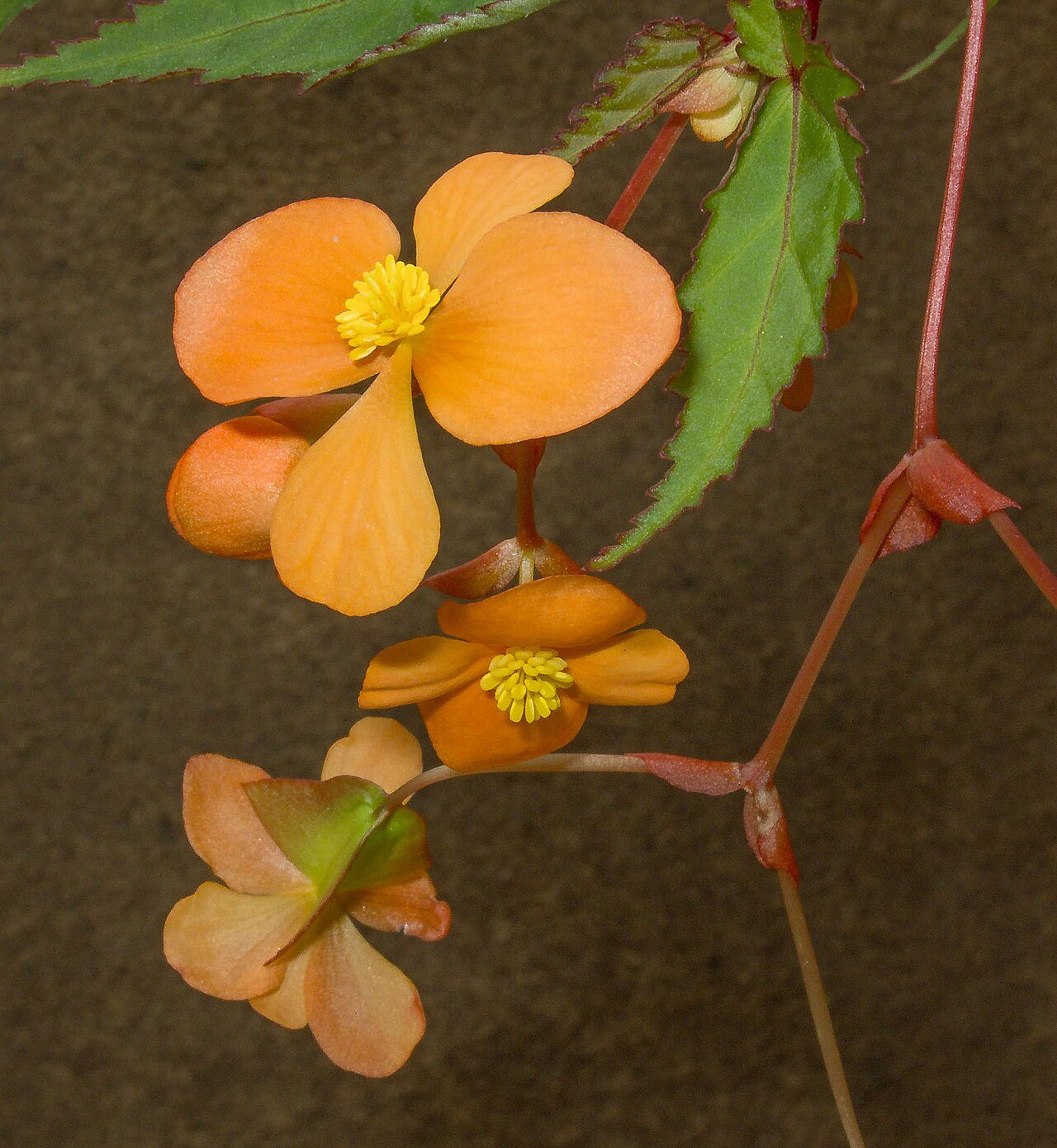 Begonia sutherlandii s oranžovými kvetmi v kvetináči