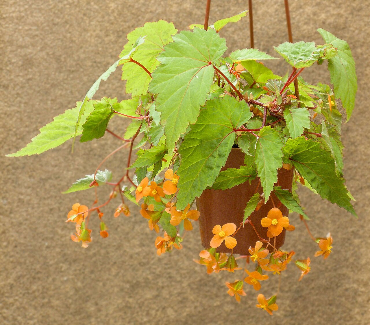 detail listov Begonia sutherlandii s jemným červeným okrajom