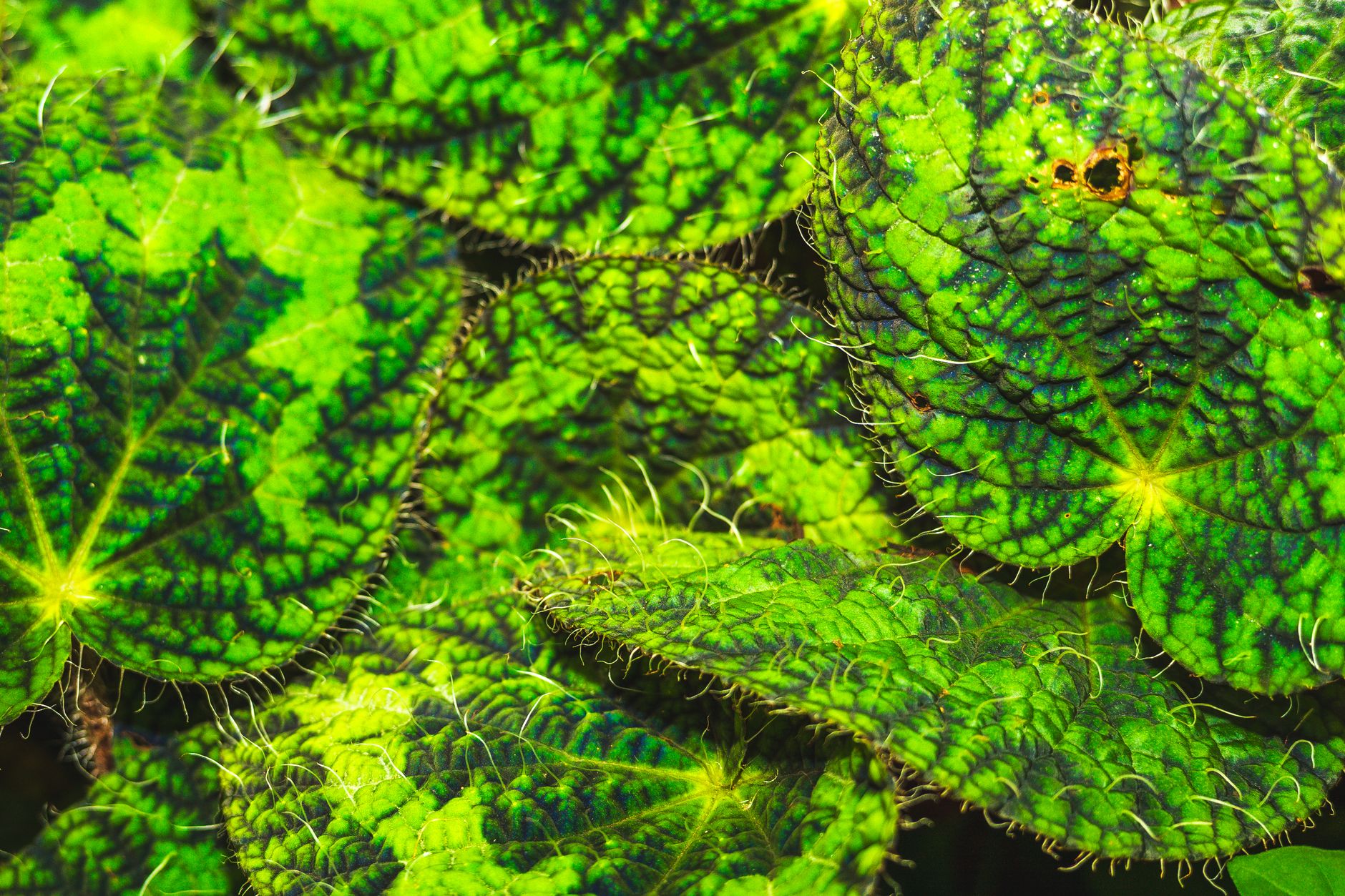 Detail listov rastliny Begonia taliensis