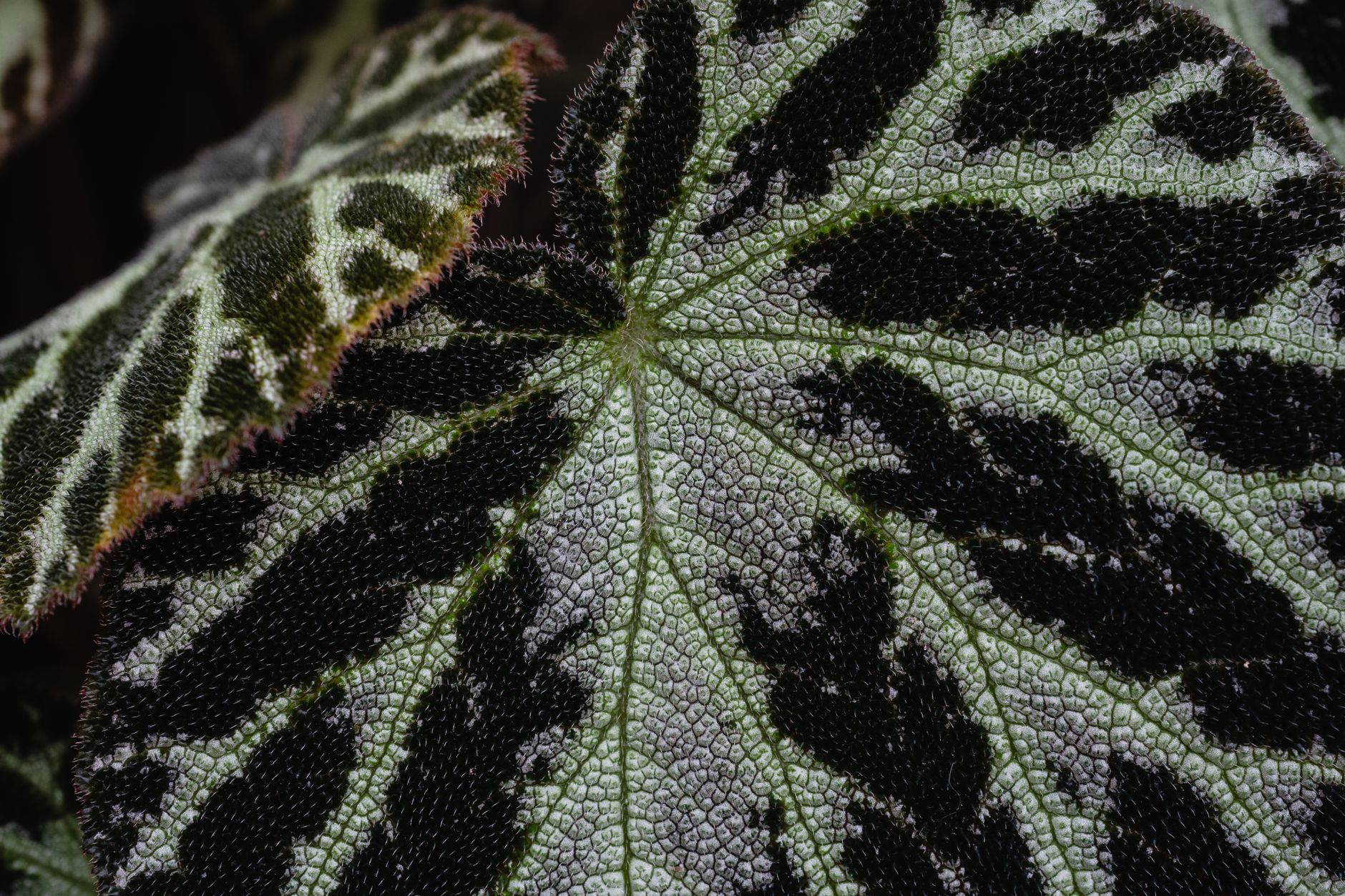 Begonia taliensis s lesklými sivastozelenými listami