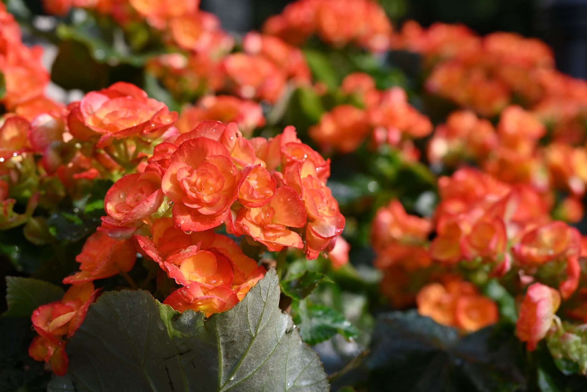 starostlivosť o Begonia taliensis a detail kresby listov