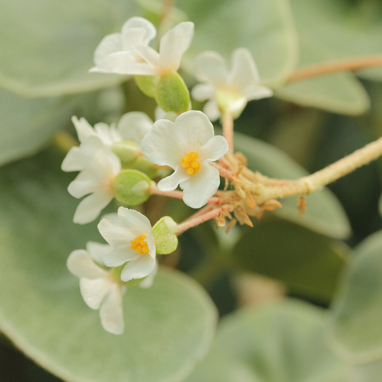 Starostlivosť o Begonia venosa a detail jej výrazne žilkovaných listov
