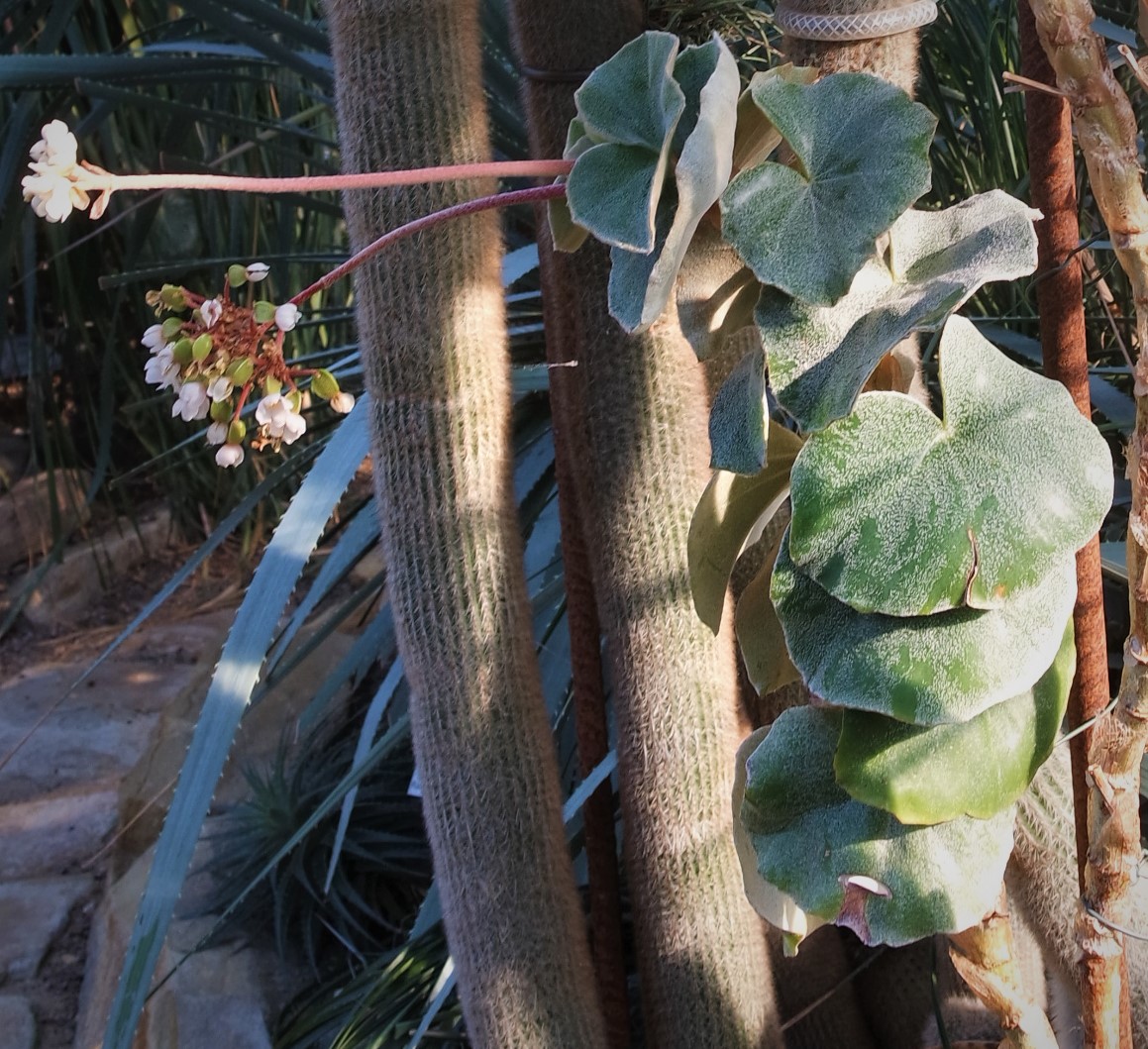 Begonia venosa v kvetináči na svetlom stanovišti